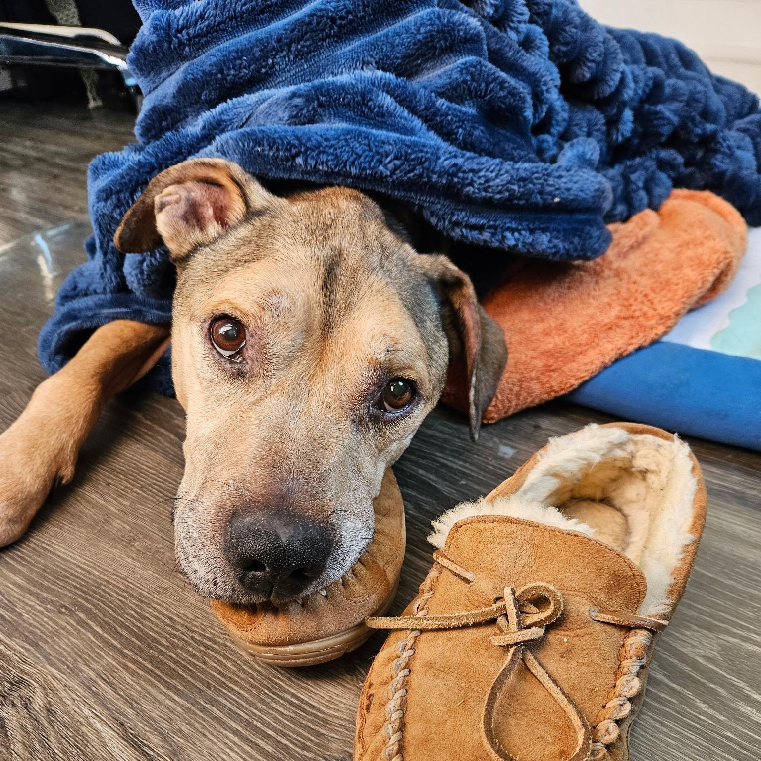 Enlarge Nacho, a ADOPTABLE mixed breed in Jersey city, NJ image 1/1