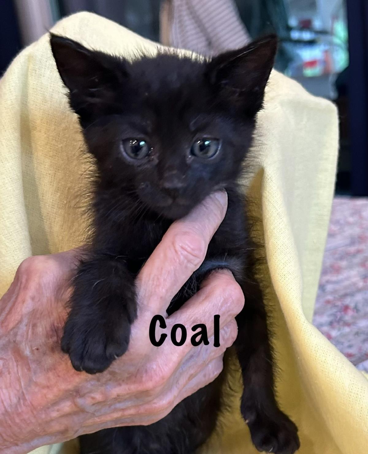 Coal, a Adoptable mixed breed in St. Augustine, FL image 1/2