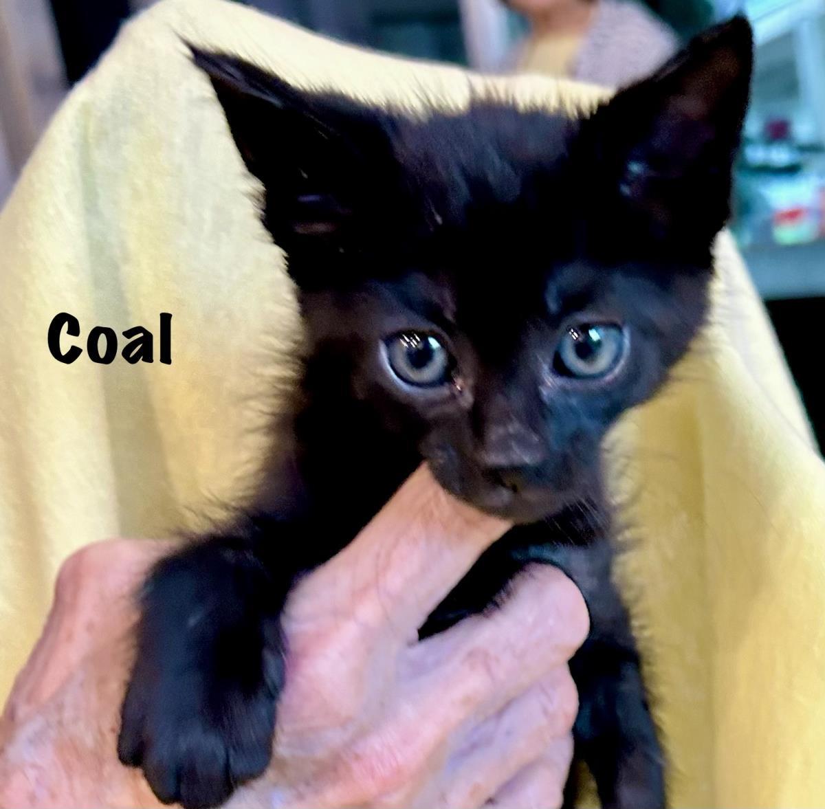 Coal, a Adoptable mixed breed in St. Augustine, FL image 2/2