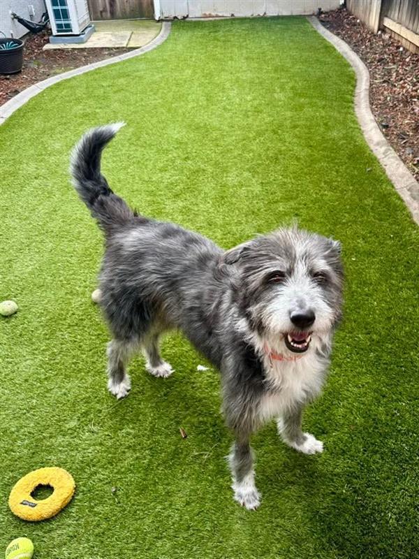 Shawtey, Adoptable, Adult Female Old English Sheepdog.