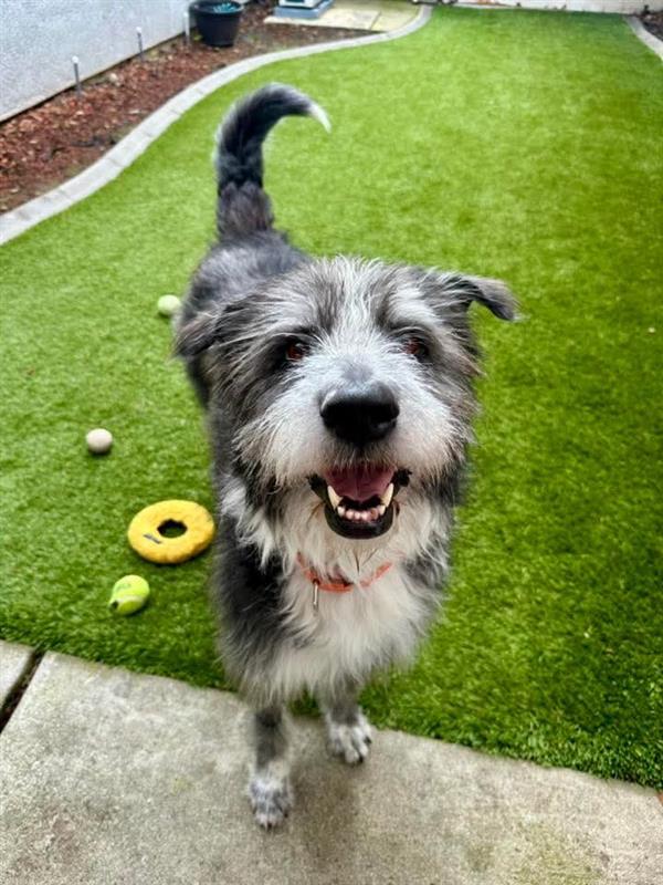 Enlarge Shawtey, a Adoptable Old English Sheepdog in Elk Grove, CA image 2/3