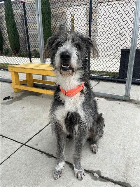 Enlarge Shawtey, a Adoptable Old English Sheepdog in Elk Grove, CA image 1/1