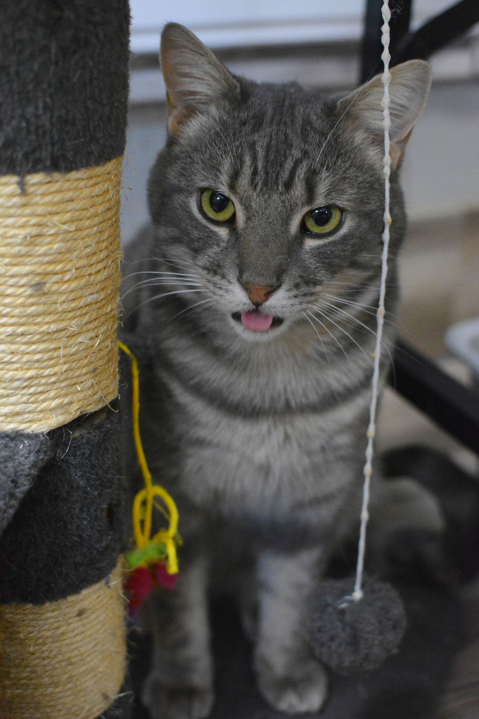 Alphonse, Adoptable, Adult Male Domestic Short Hair.