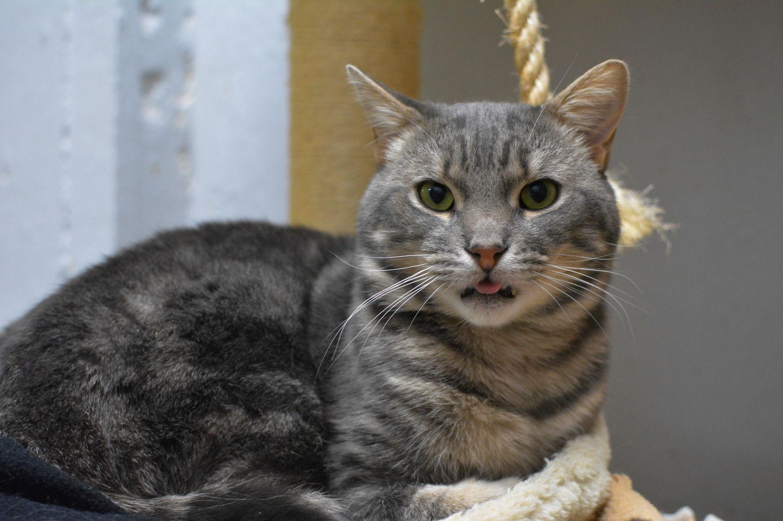 Enlarge Alphonse, a Adoptable Domestic Short Hair in Montreal, QC image 2/3