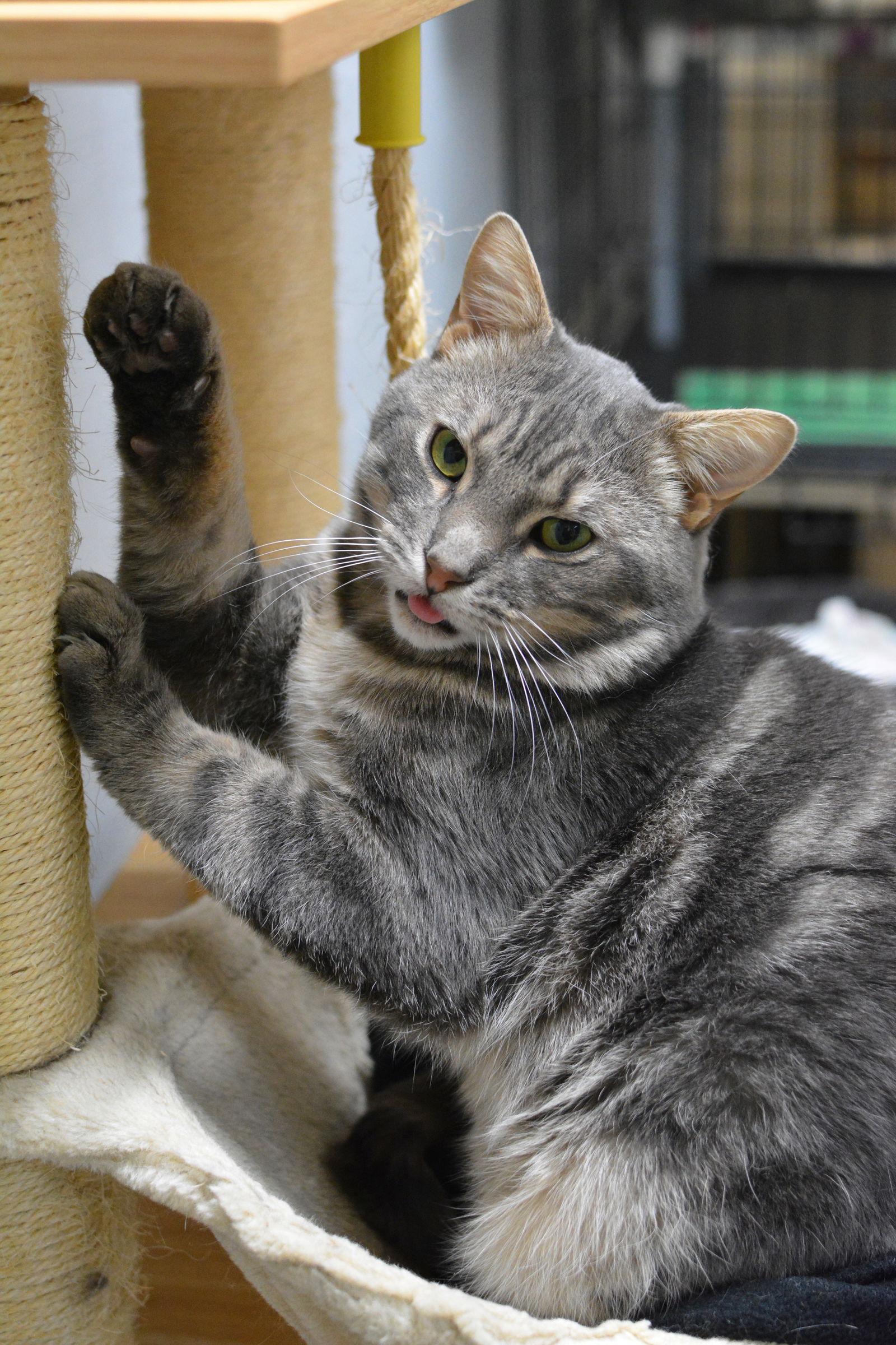Enlarge Alphonse, a Adoptable Domestic Short Hair in Montreal, QC image 3/3