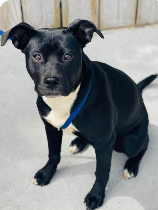 Oreo, Adopted, Young Female Pit Bull Terrier.