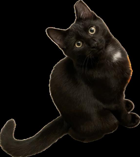 Enlarge Binx, a Adoptable Domestic Short Hair in Alpharetta, GA image 1/2