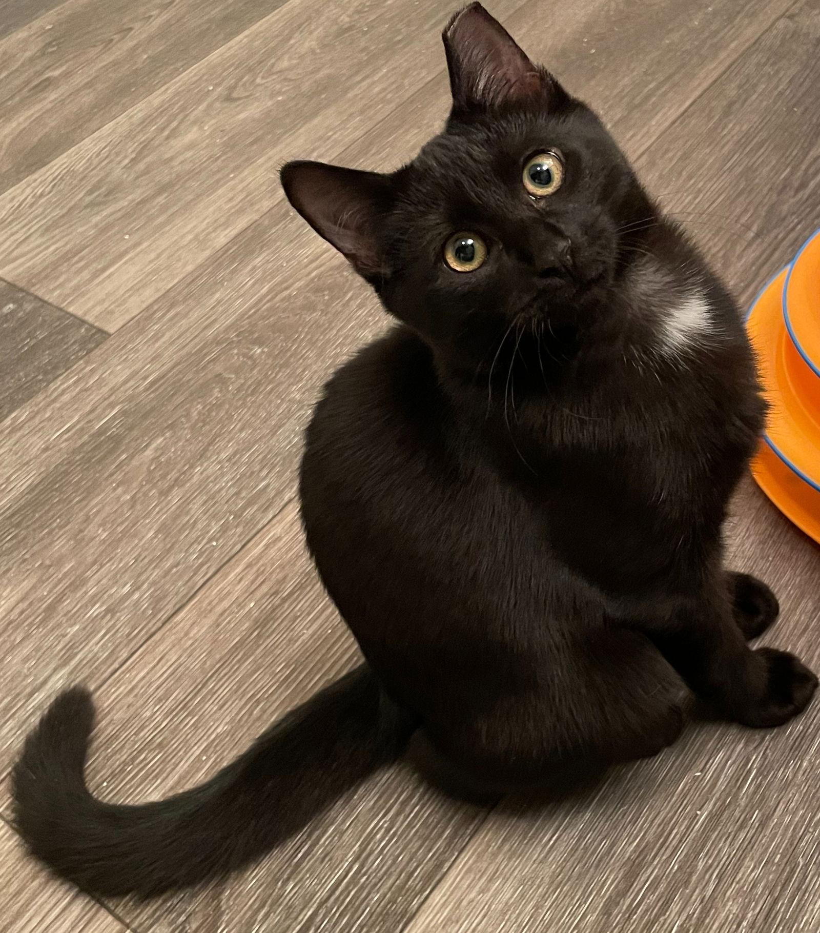 Enlarge Binx, a Adoptable Domestic Short Hair in Alpharetta, GA image 2/2