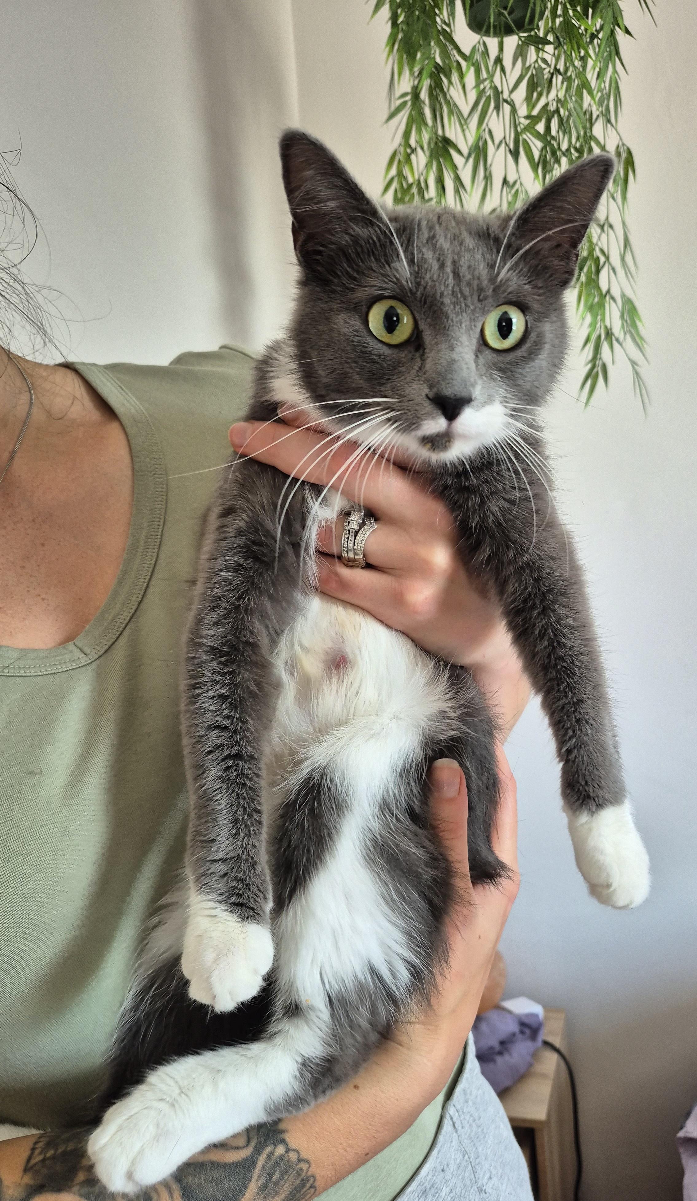 Sephora, ADOPTABLE, Young Female Domestic Medium Hair.