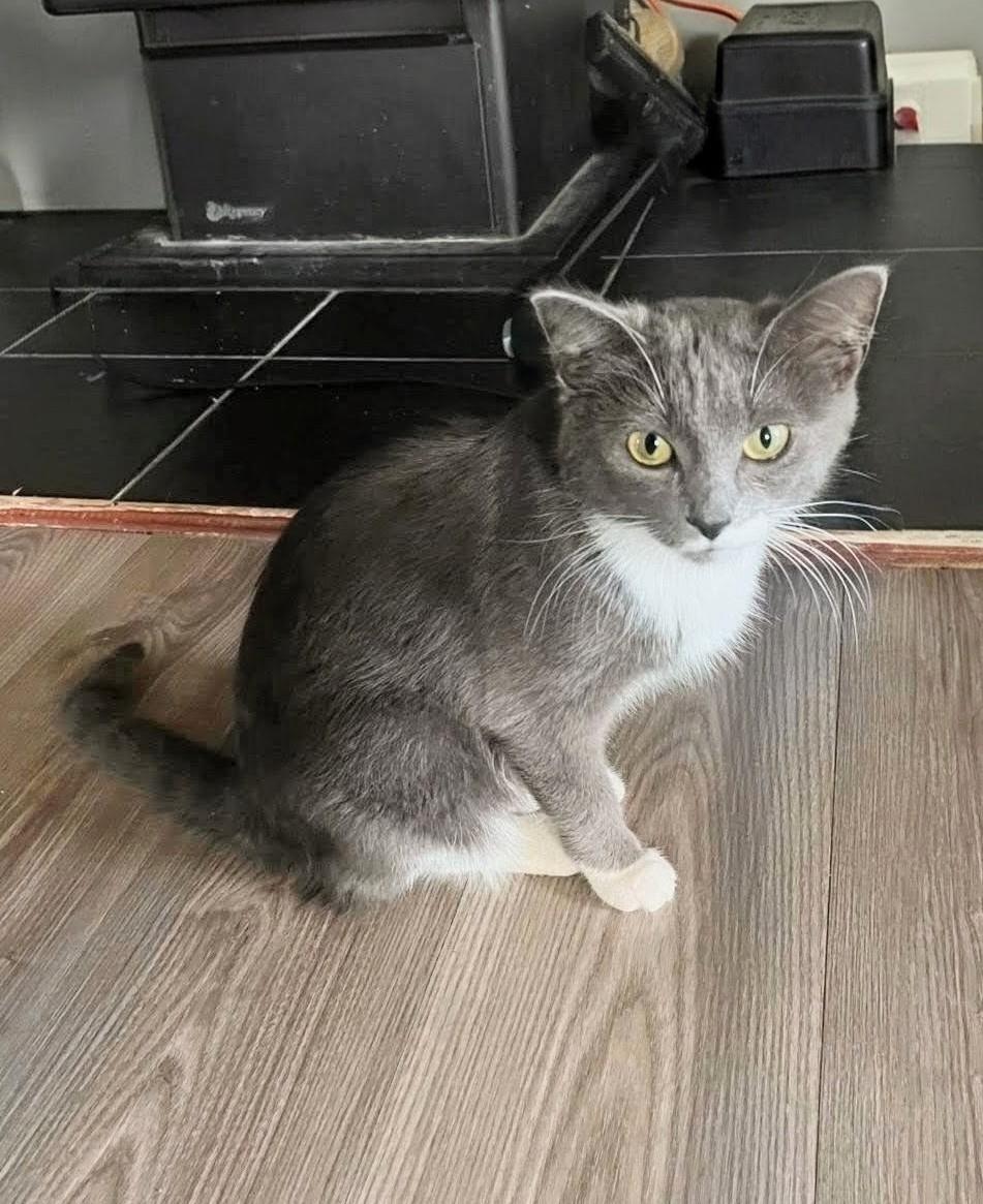 Enlarge Sephora, a ADOPTABLE Domestic Medium Hair in Winnipeg, MB image 2/5