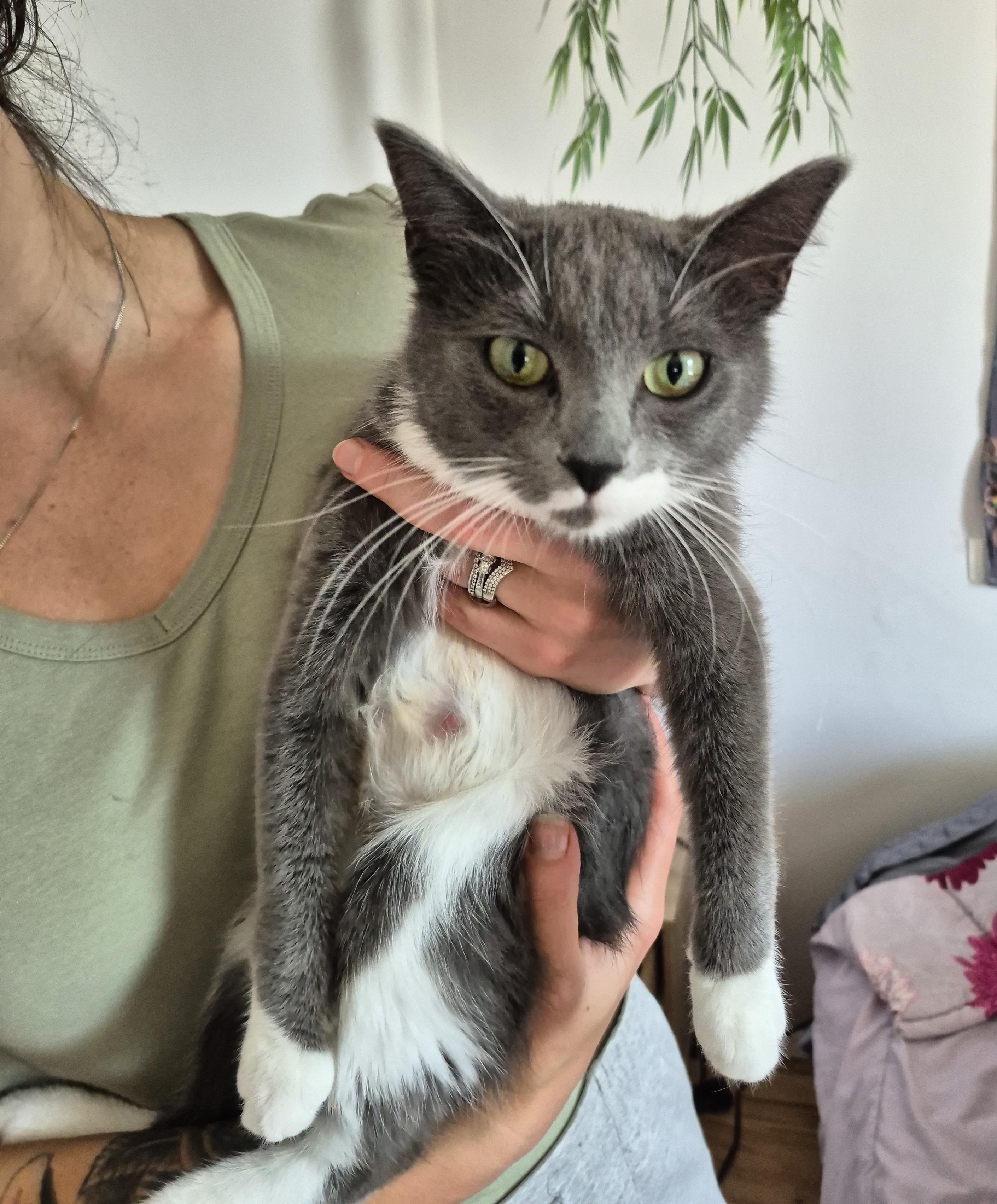 Enlarge Sephora, a ADOPTABLE Domestic Medium Hair in Winnipeg, MB image 3/5