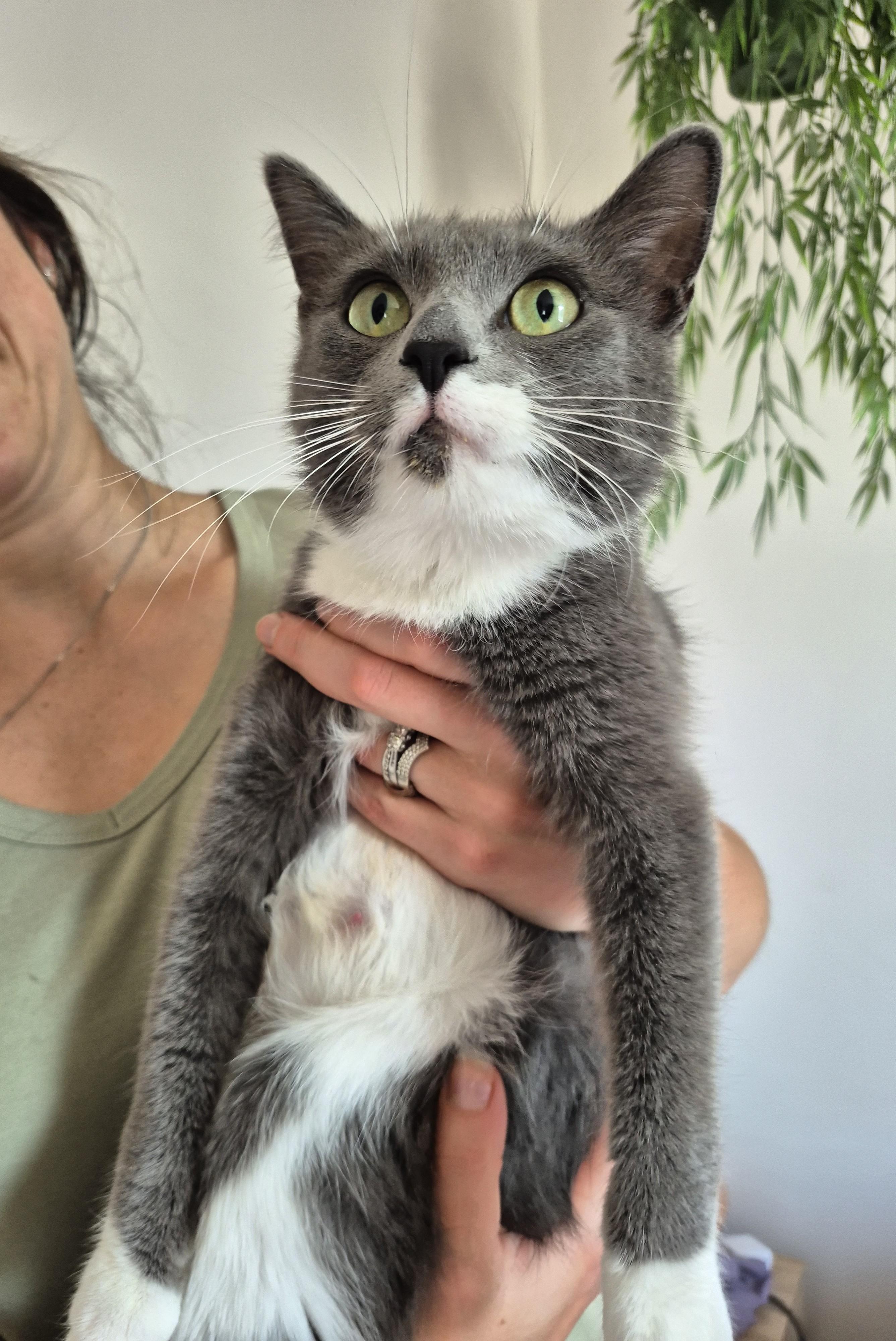 Enlarge Sephora, a ADOPTABLE Domestic Medium Hair in Winnipeg, MB image 5/5