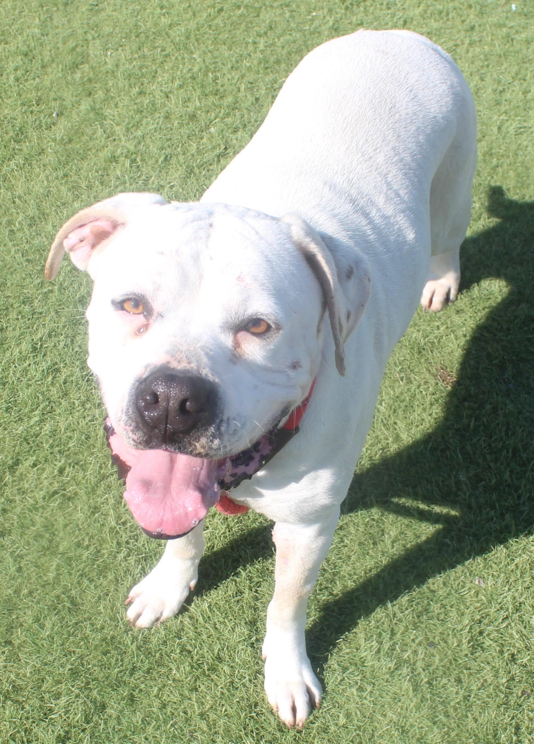 Cookie, a ADOPTABLE mixed breed in Wasco, CA image 5/6