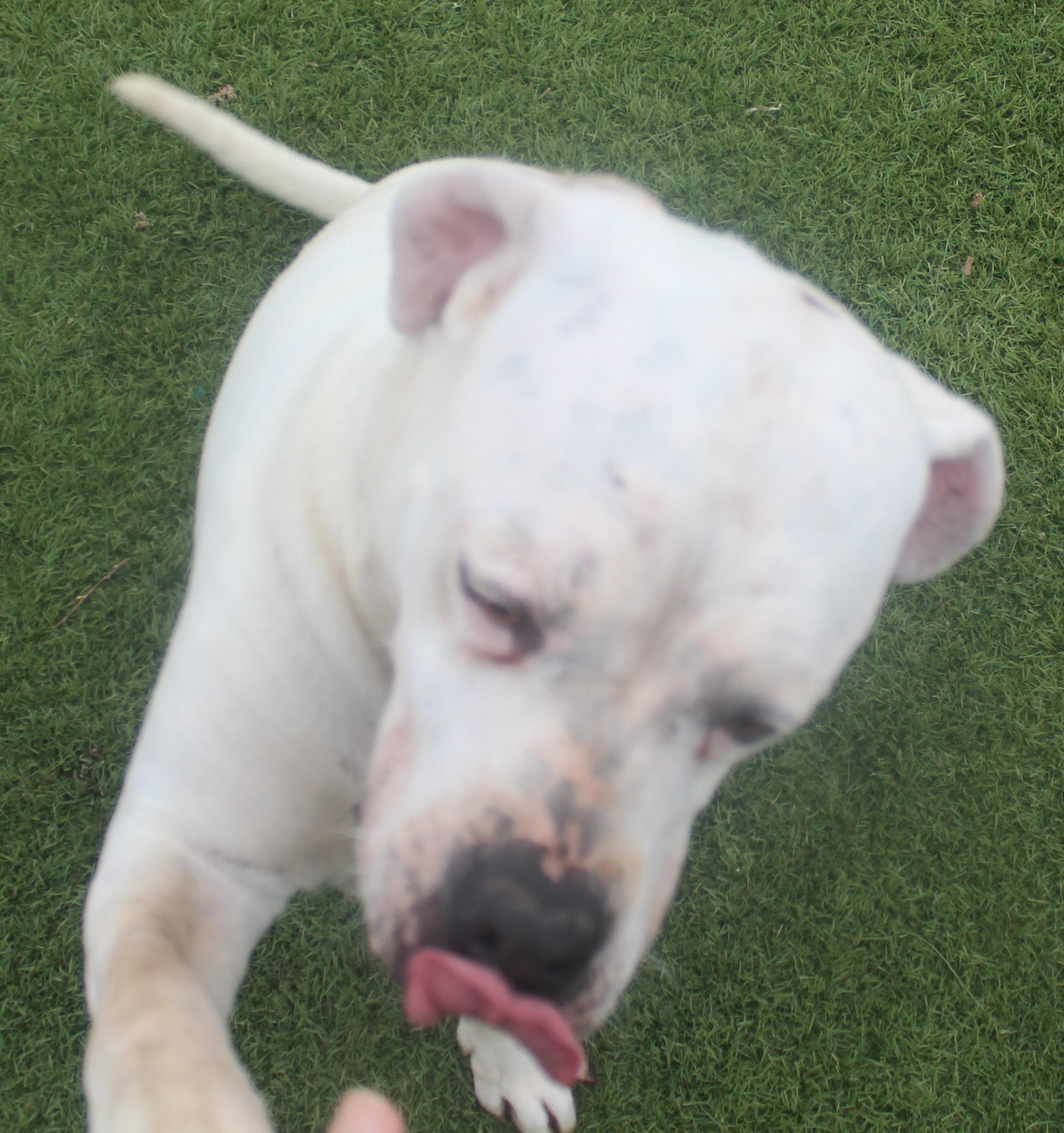Cookie, a ADOPTABLE mixed breed in Wasco, CA image 2/6