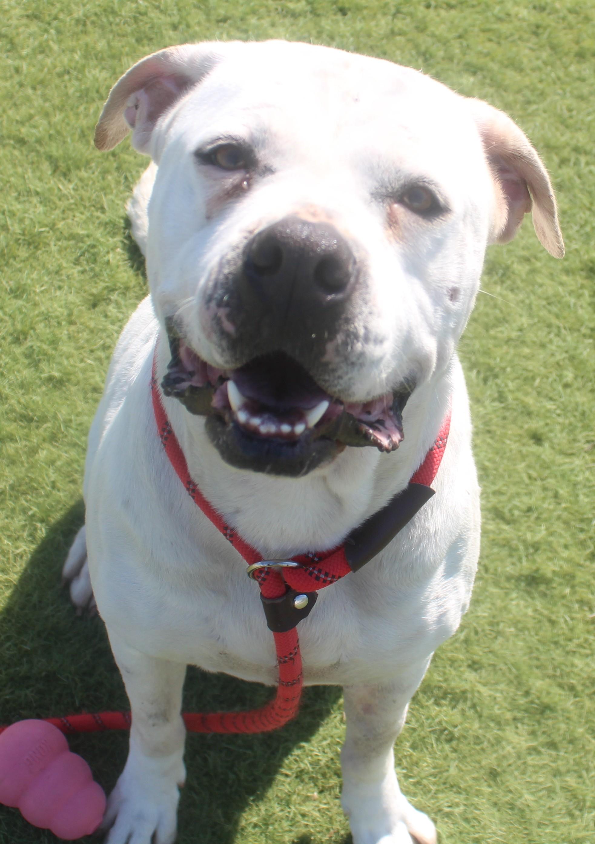Cookie, a ADOPTABLE mixed breed in Wasco, CA image 4/6