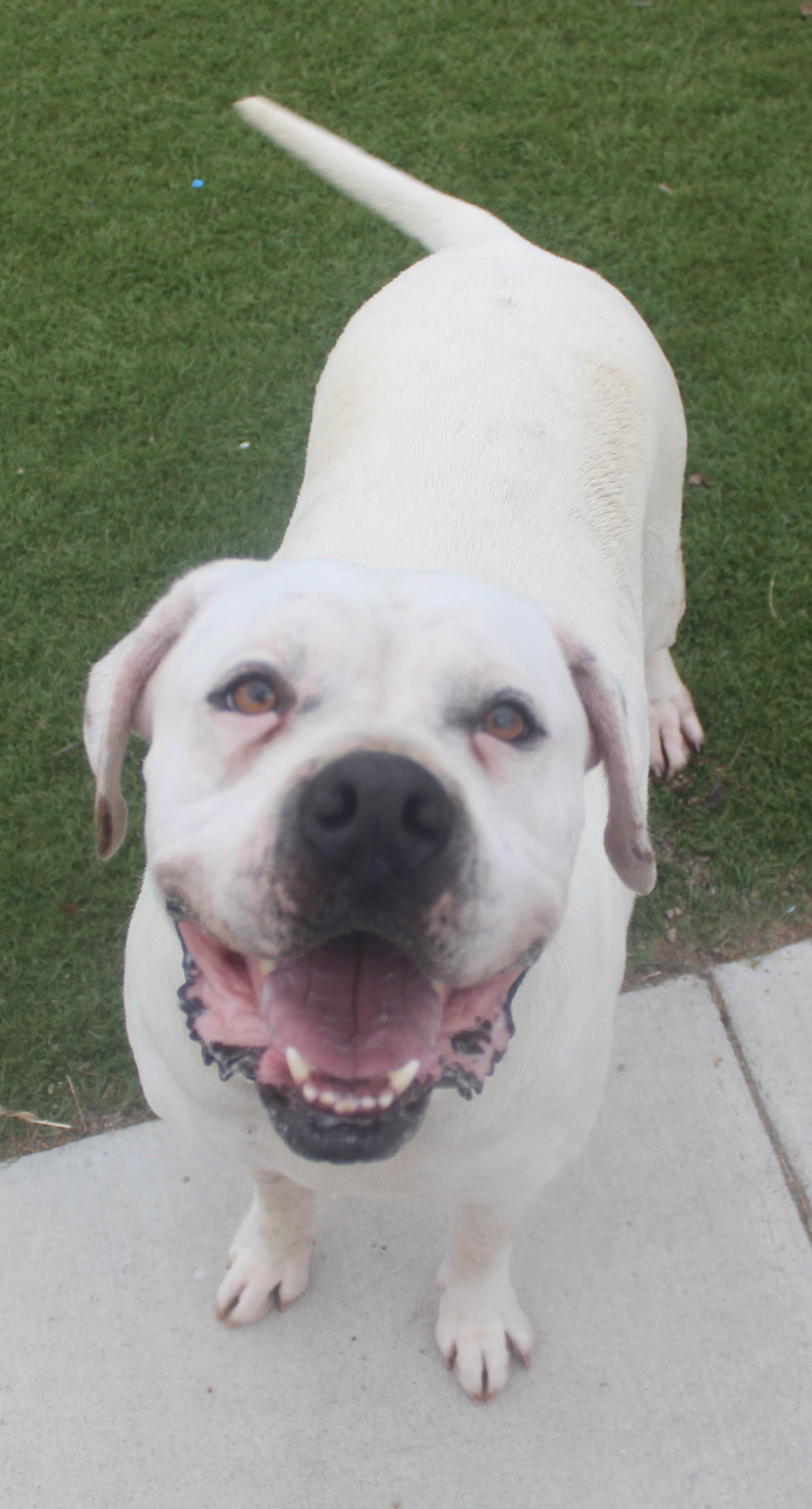 Cookie, ADOPTABLE, Adult Female American Bully & Boxer.
