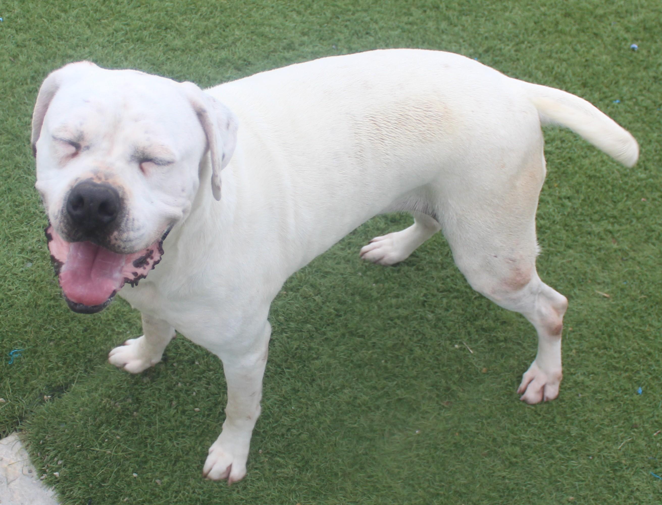 Cookie, a ADOPTABLE mixed breed in Wasco, CA image 3/6