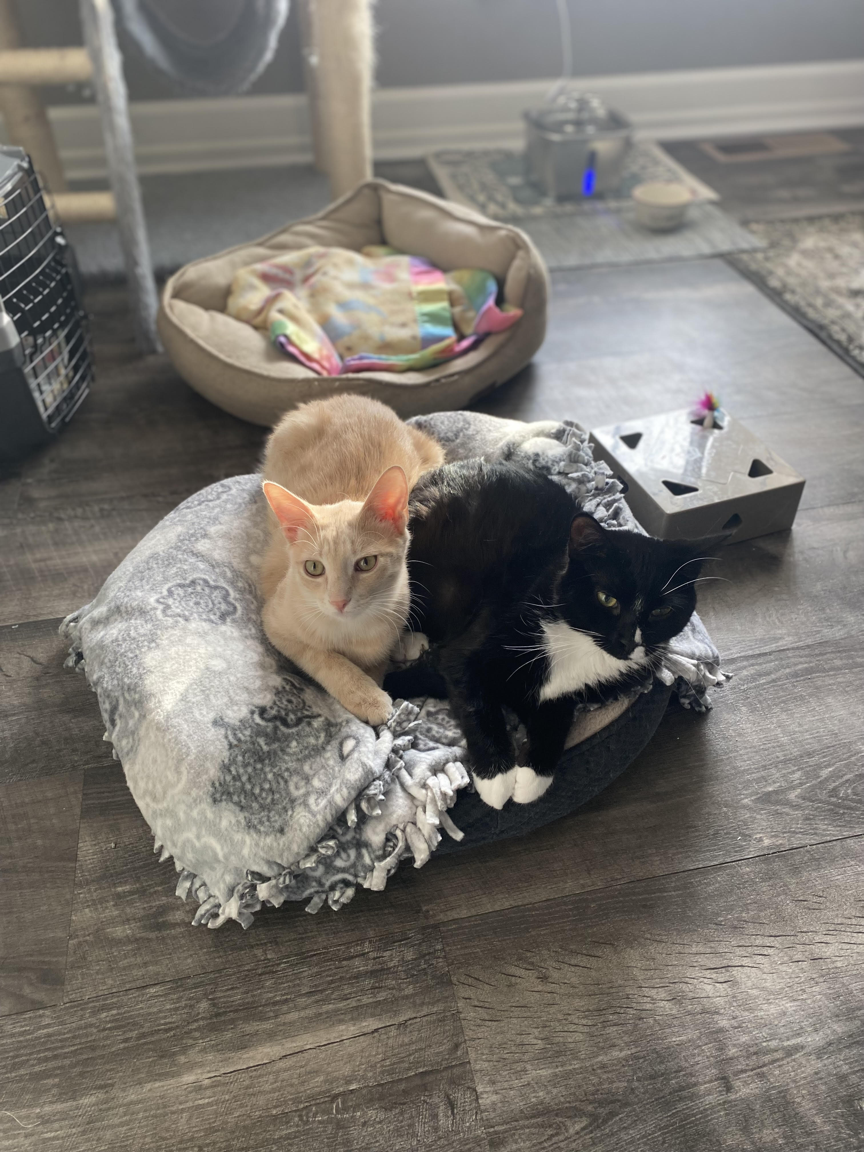 Adopt a Cat MN | Cat Adoption Minnesota | Pet Haven