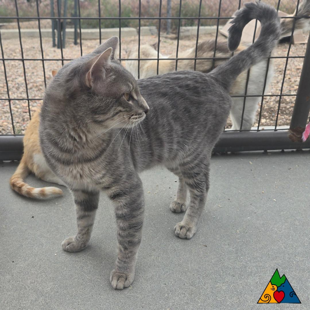 Dr. Watson, Adoptable, Adult Male Domestic Short Hair.