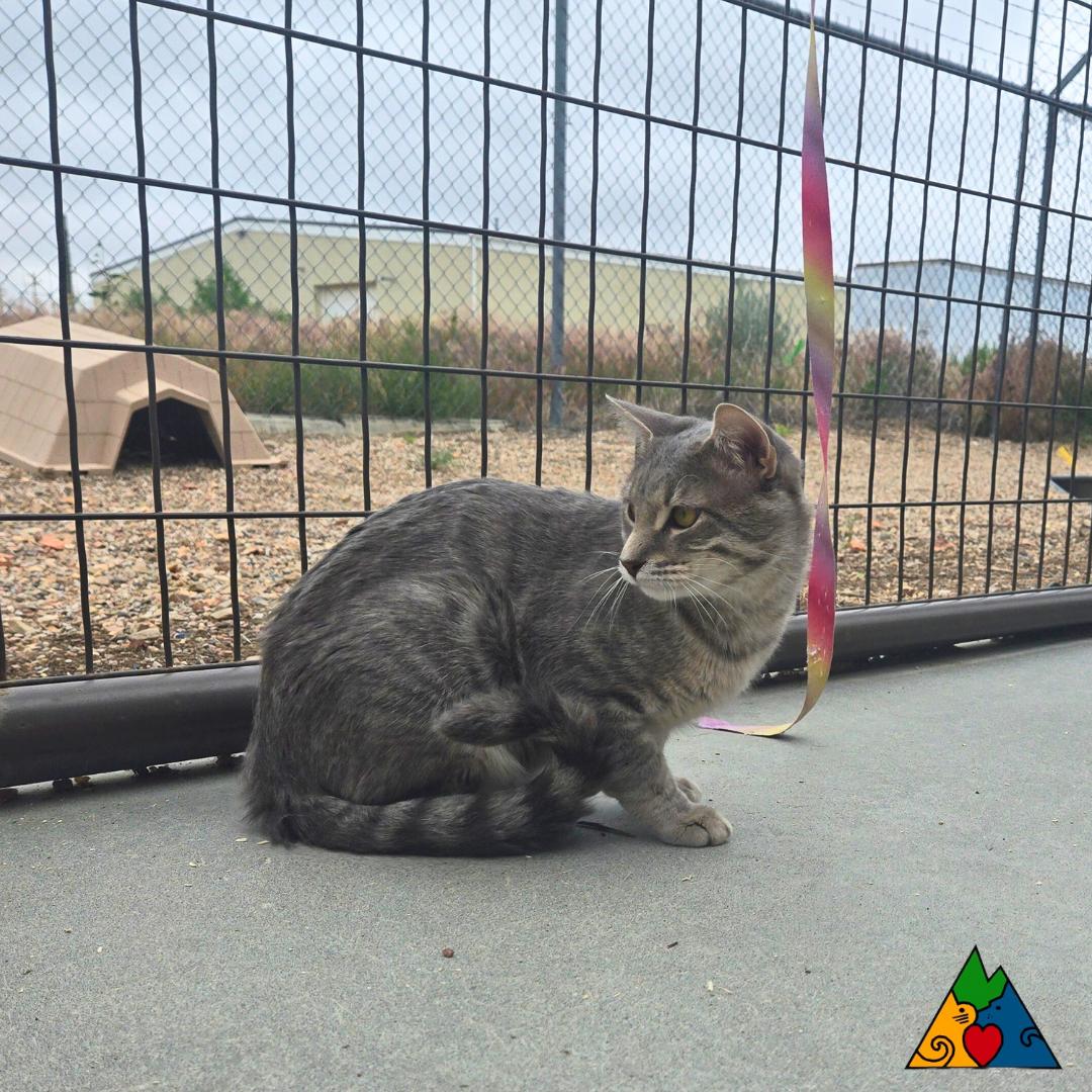 Enlarge Dr. Watson, a Adoptable Domestic Short Hair in Douglas, WY image 2/6