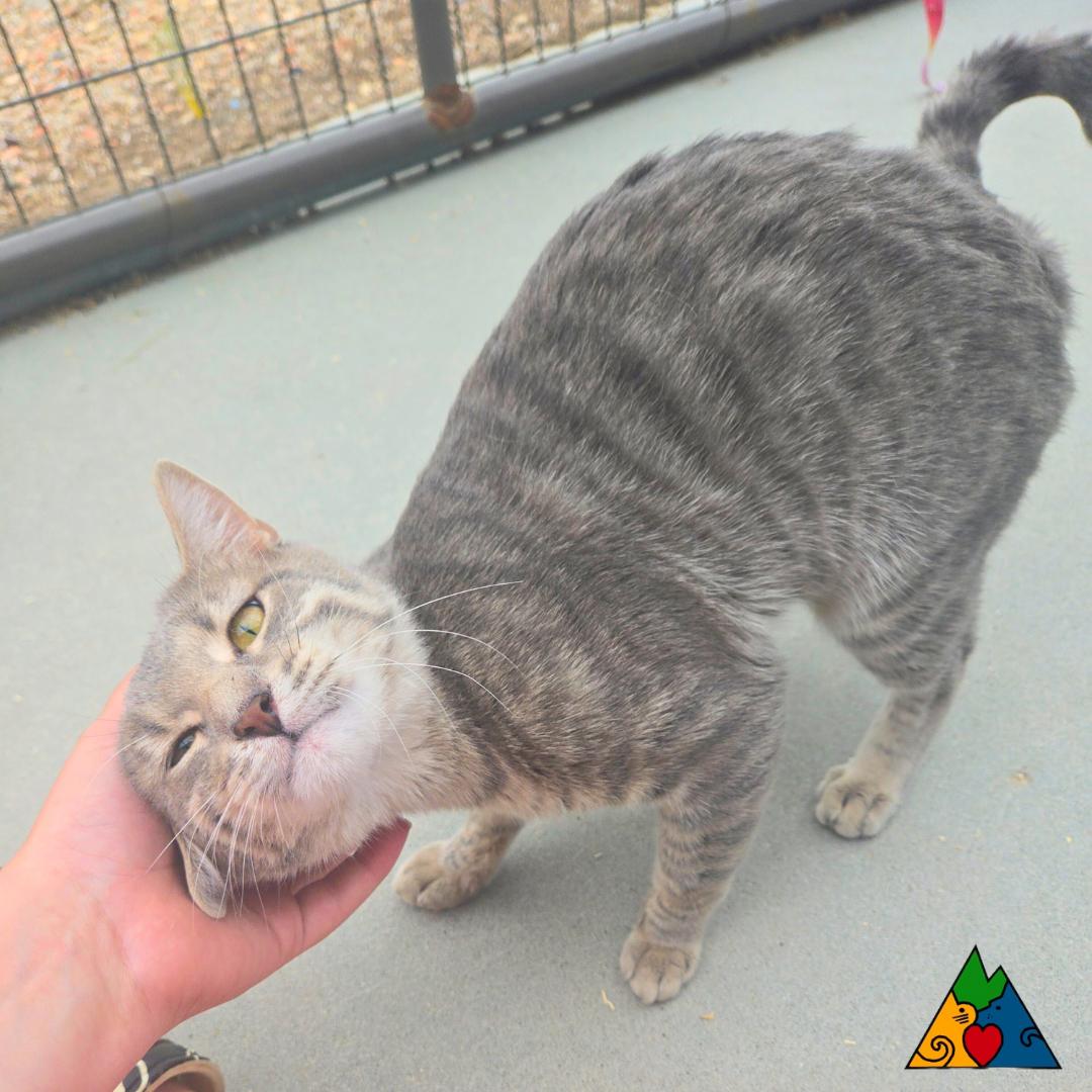 Dr. Watson, an adoptable Domestic Short Hair in Douglas, WY, 82633 | Photo Image 4