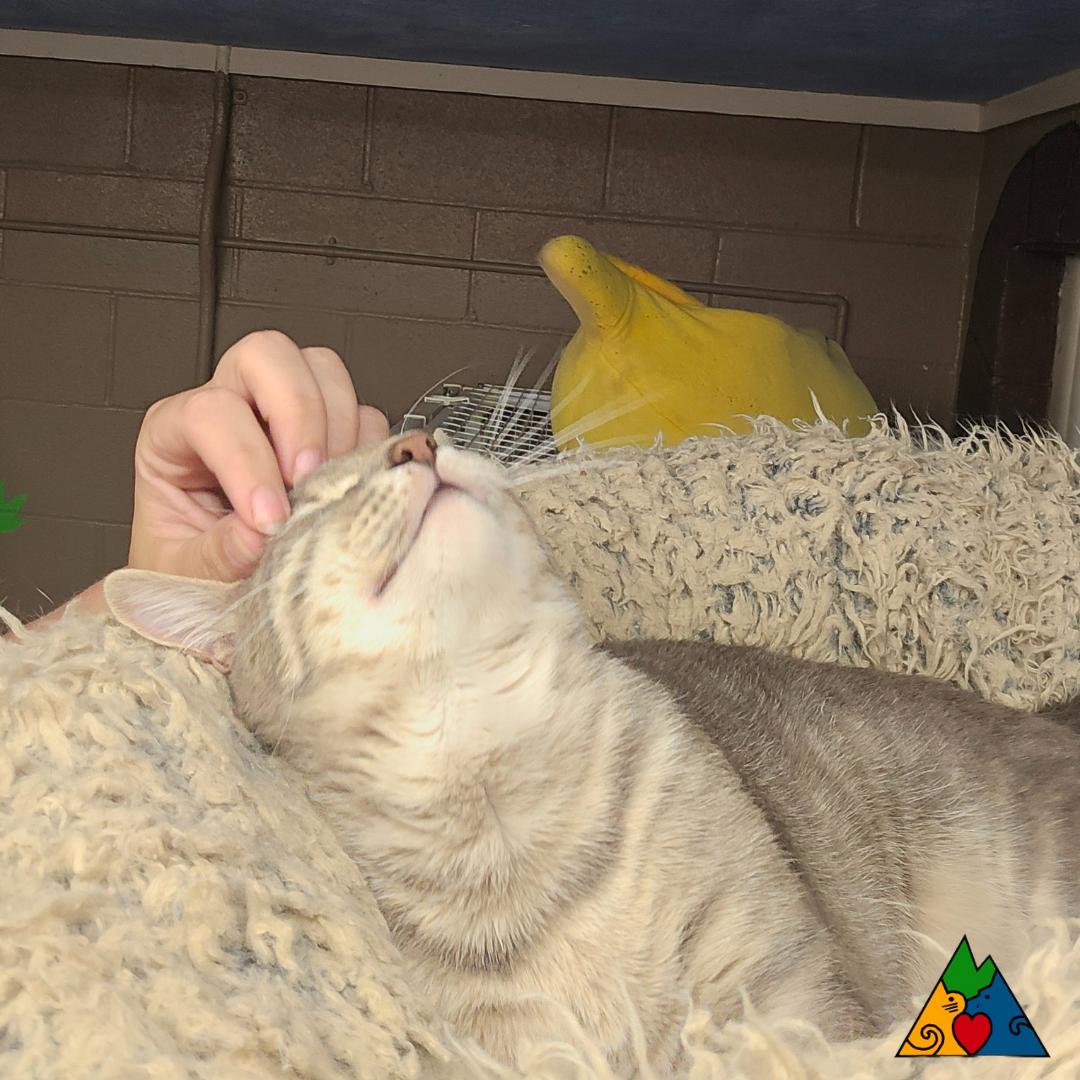 Dr. Watson, an adoptable Domestic Short Hair in Douglas, WY, 82633 | Photo Image 2