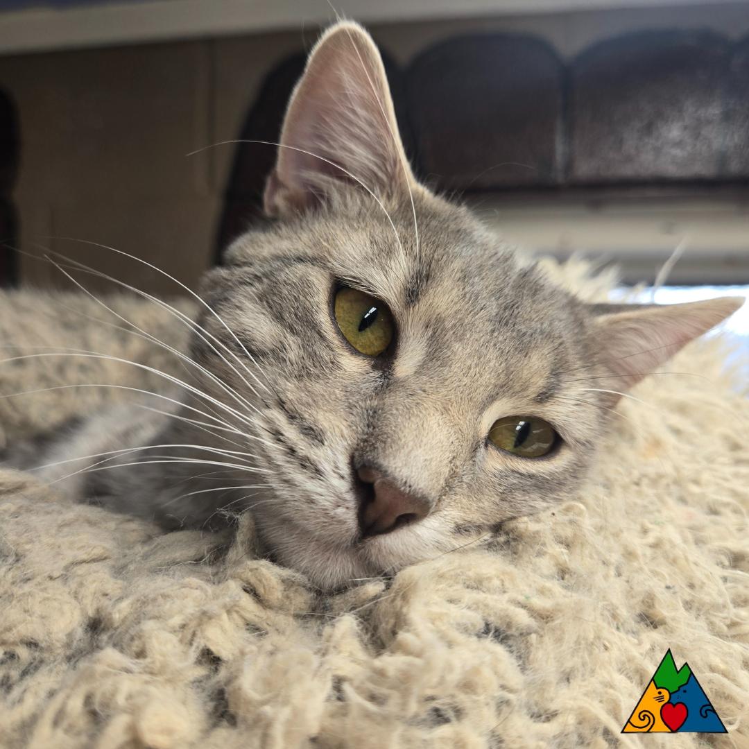 Dr. Watson, an adoptable Domestic Short Hair in Douglas, WY, 82633 | Photo Image 3