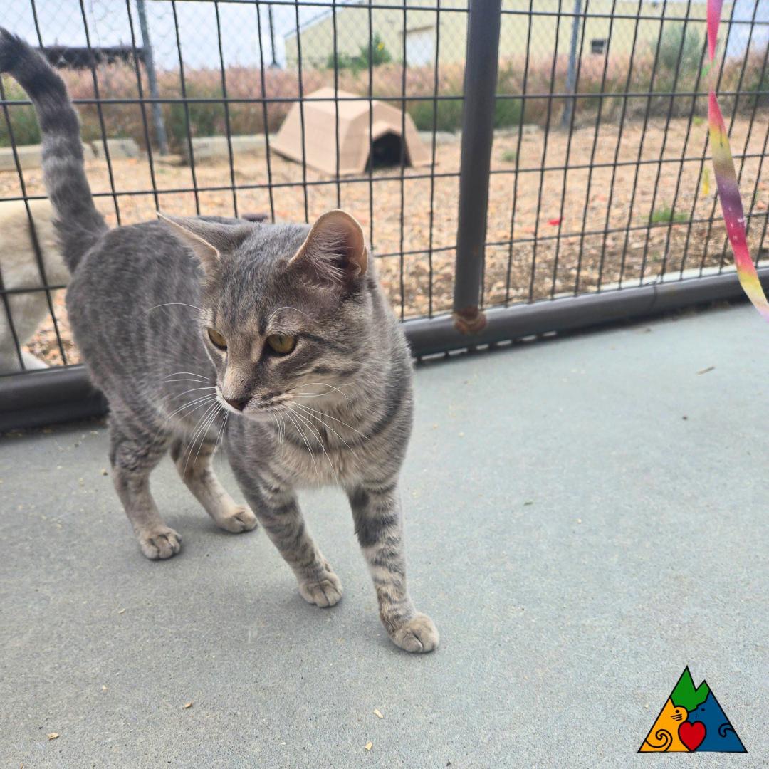 Enlarge Dr. Watson, a Adoptable Domestic Short Hair in Douglas, WY image 6/6