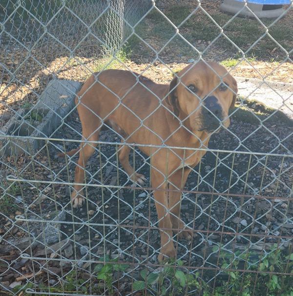 Bandit, Adoptable, Senior Male Labrador Retriever & Pit Bull Terrier.