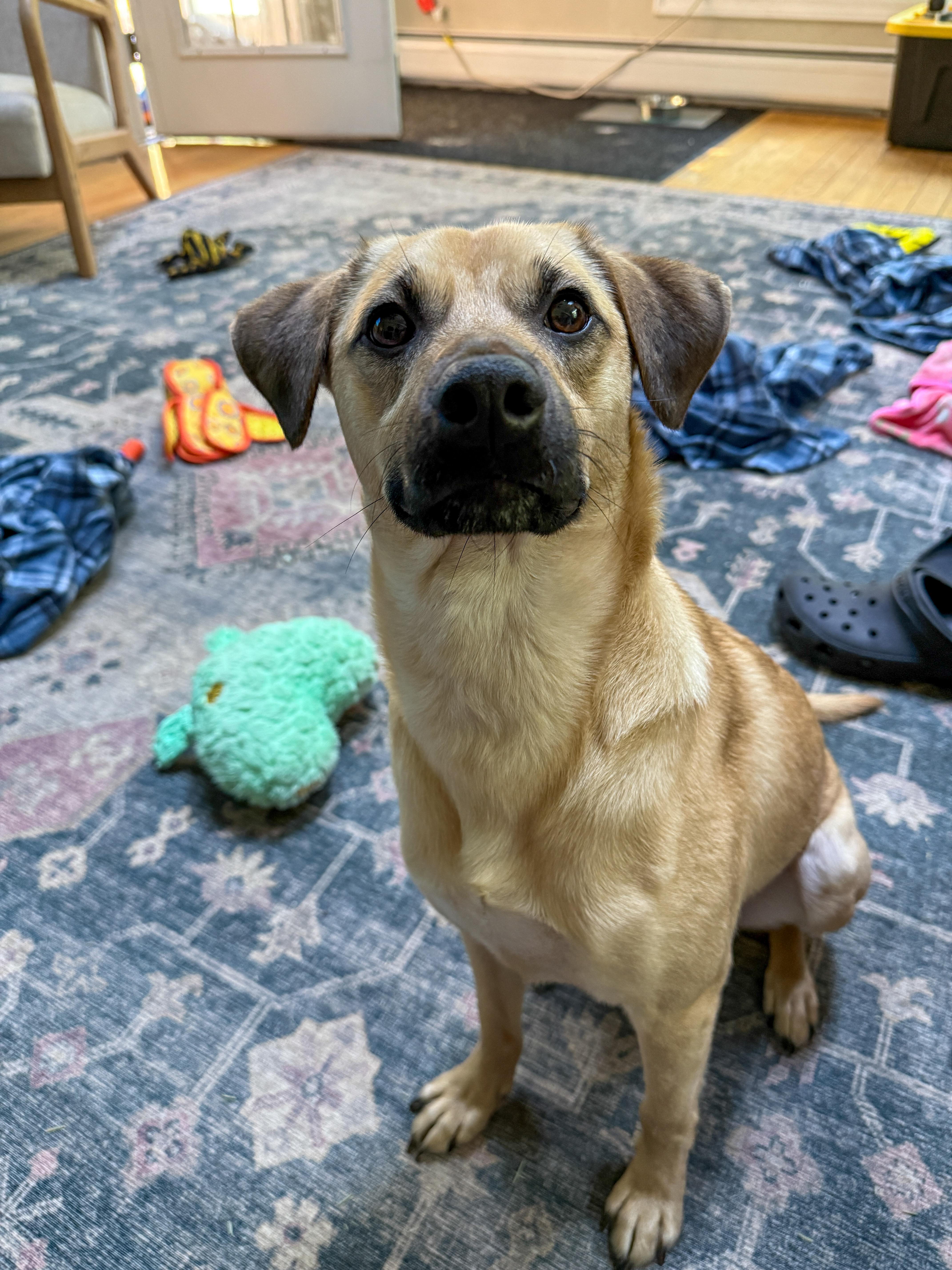 Enlarge Outlaw (Winston), a Adoptable mixed breed in New Boston, NH image 2/5