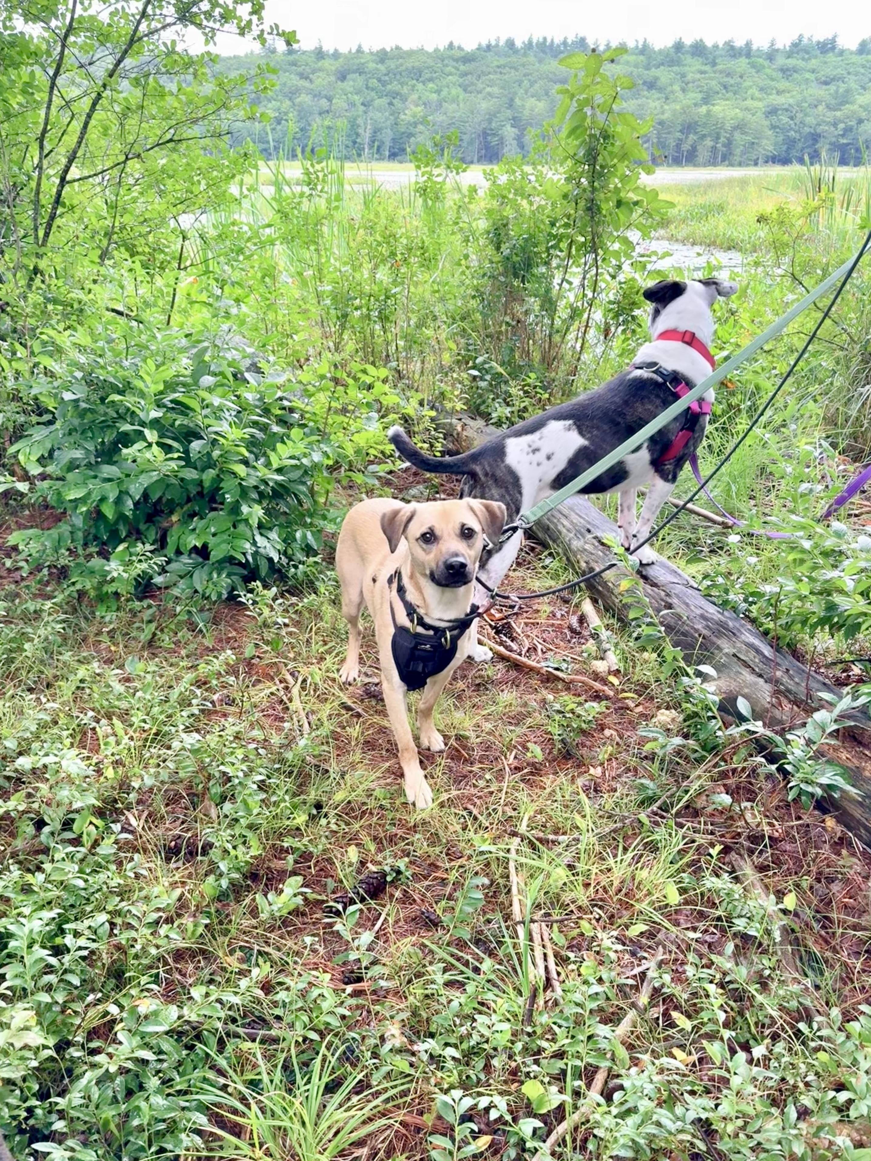 Outlaw (Winston), a Adoptable mixed breed in New Boston, NH image 2/6