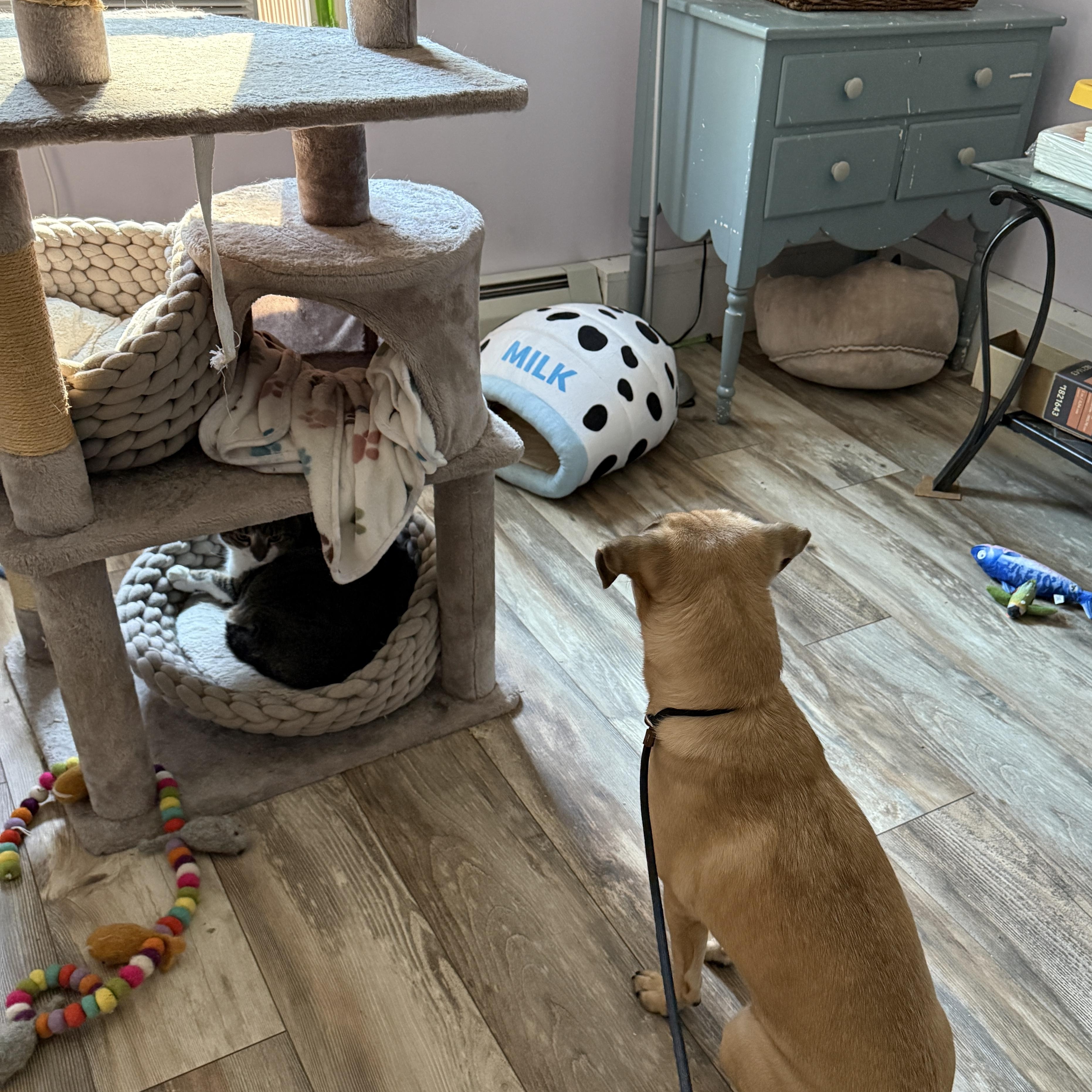 Outlaw (Winston), a Adoptable mixed breed in New Boston, NH image 5/5