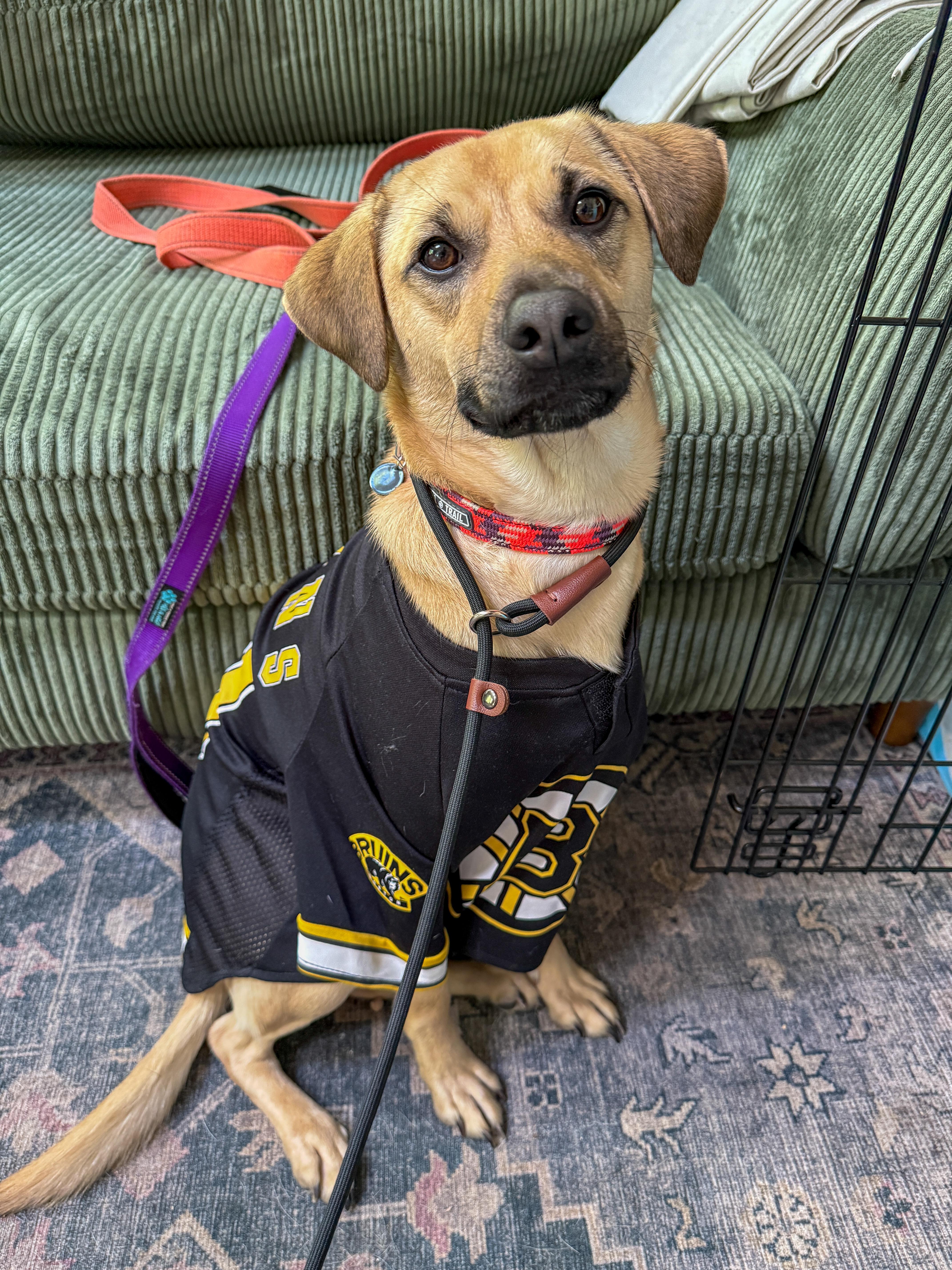 Outlaw (Winston), Adoptable, Young Male Mixed Breed.