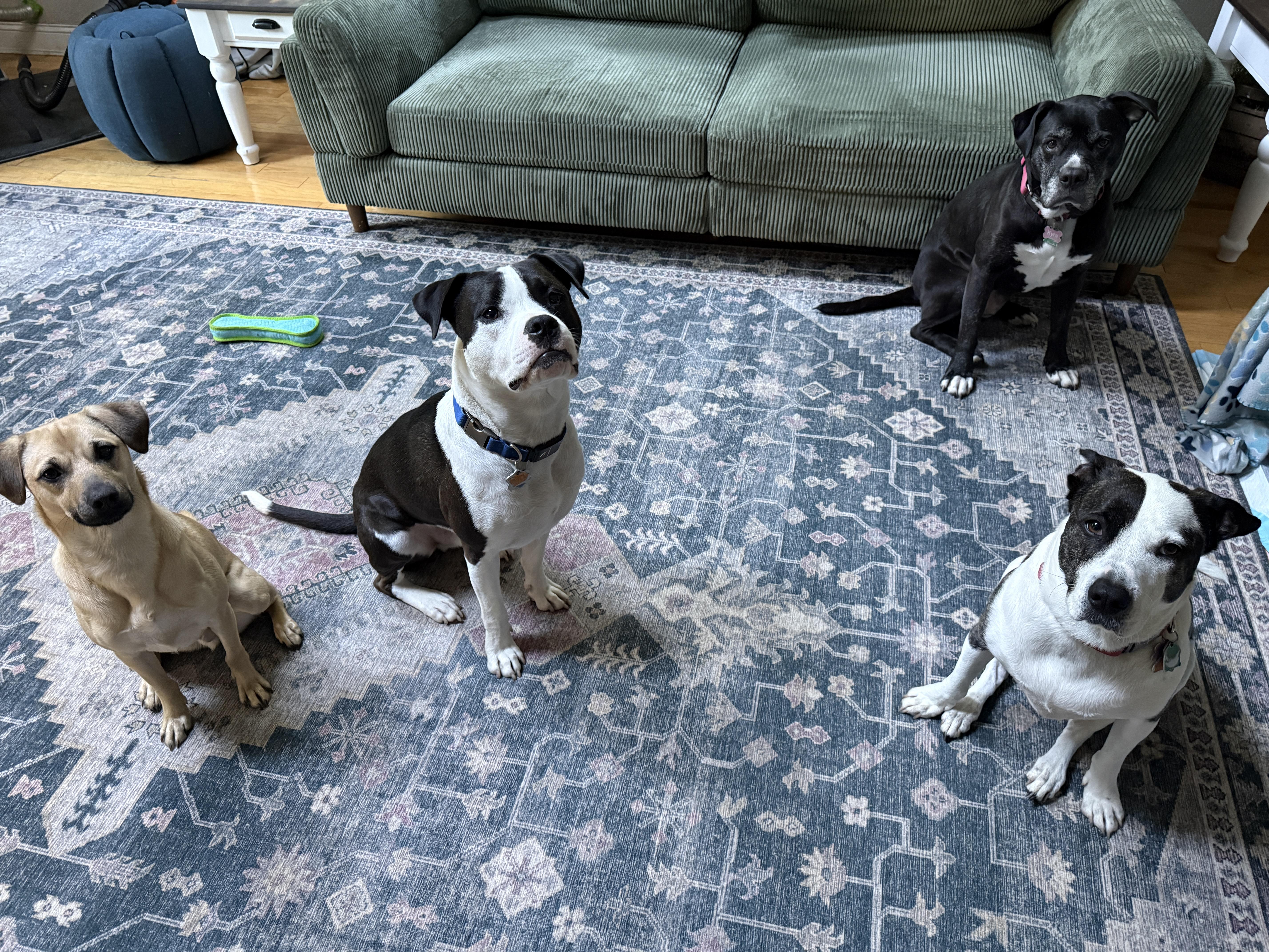Outlaw (Winston), a Adoptable mixed breed in New Boston, NH image 2/5