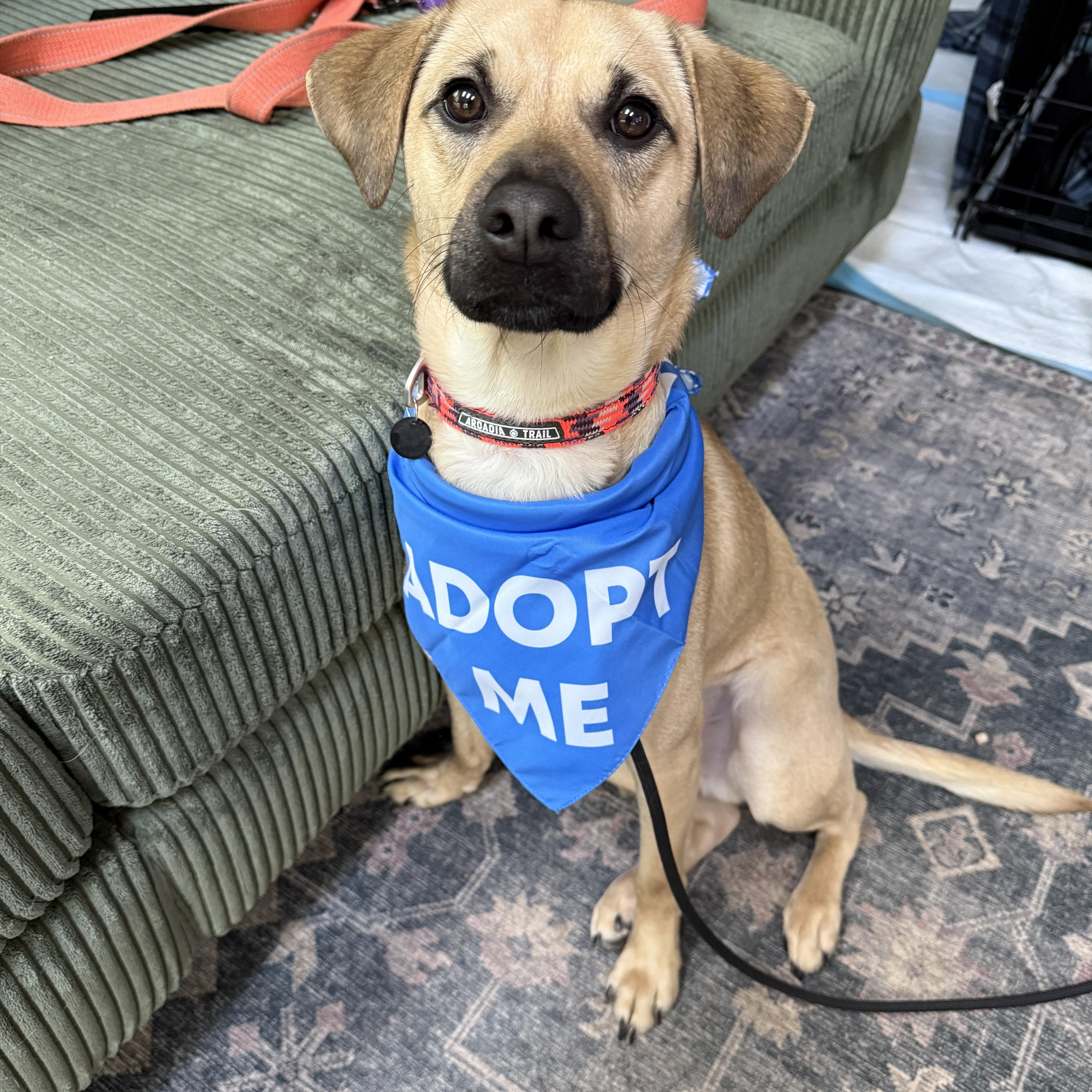 Outlaw (Winston), a Adoptable mixed breed in New Boston, NH image 3/5