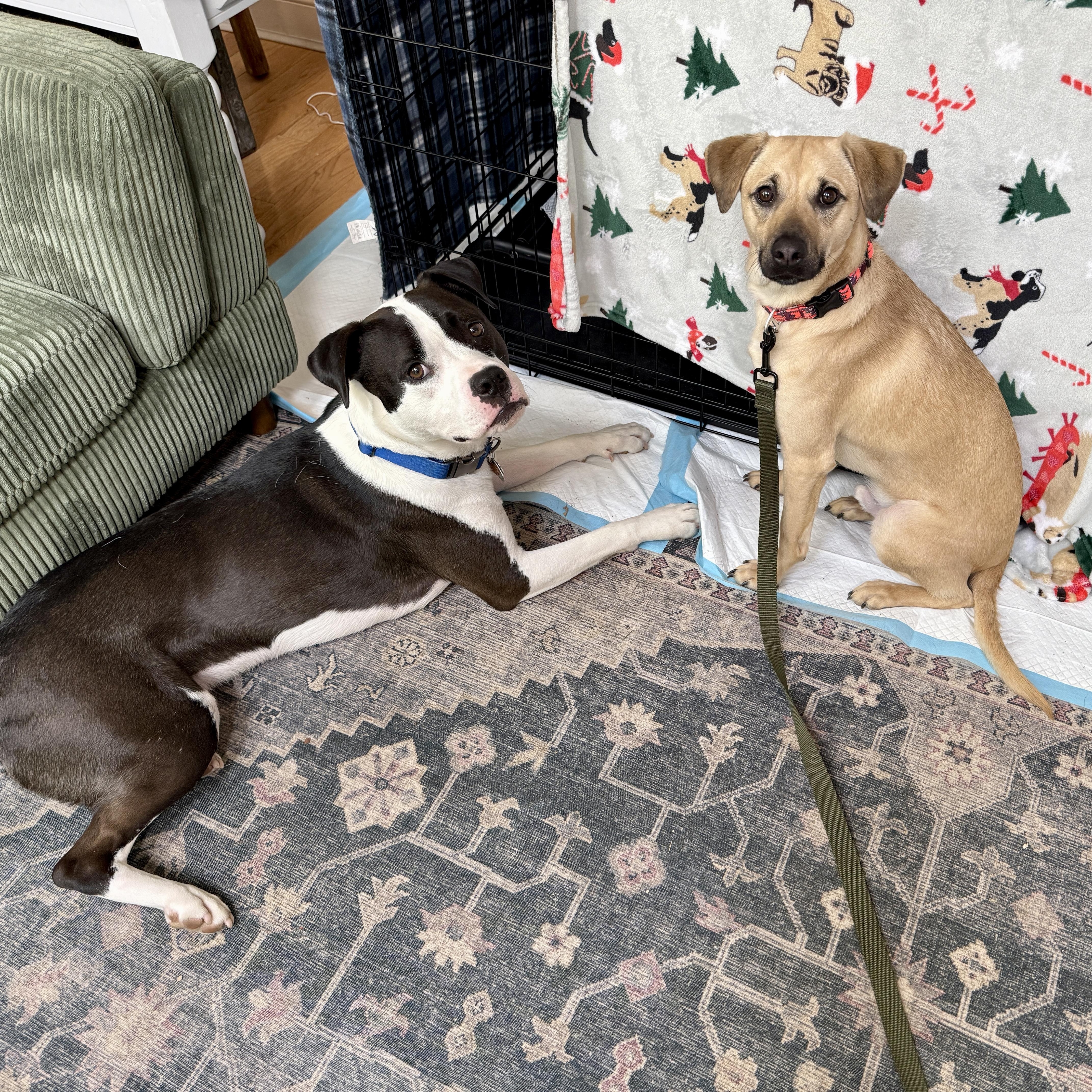 Outlaw (Winston), a Adoptable mixed breed in New Boston, NH image 5/5