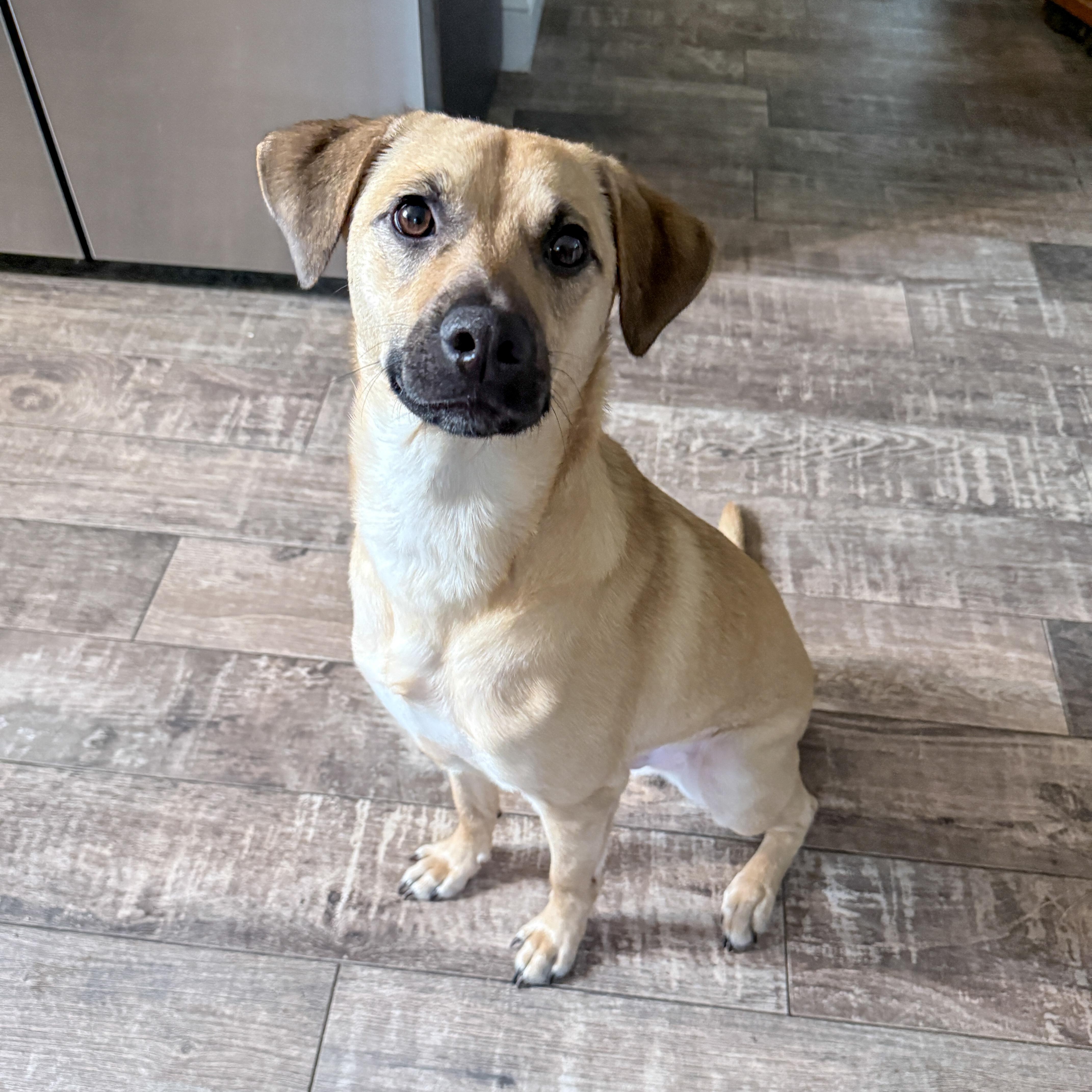 Enlarge Outlaw (Winston), a Adoptable mixed breed in New Boston, NH image 1/5