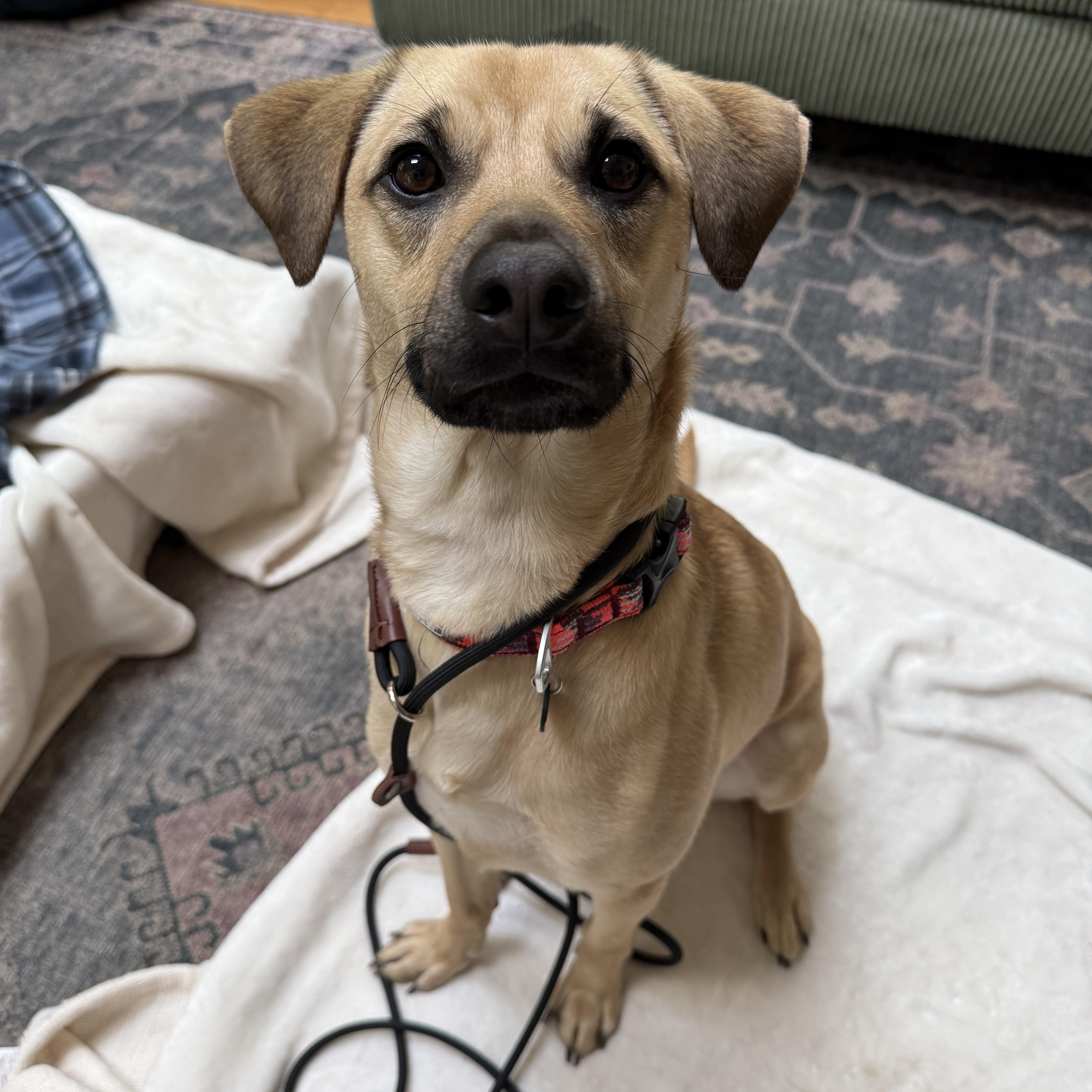 Outlaw (Winston), a Adoptable mixed breed in New Boston, NH image 2/5