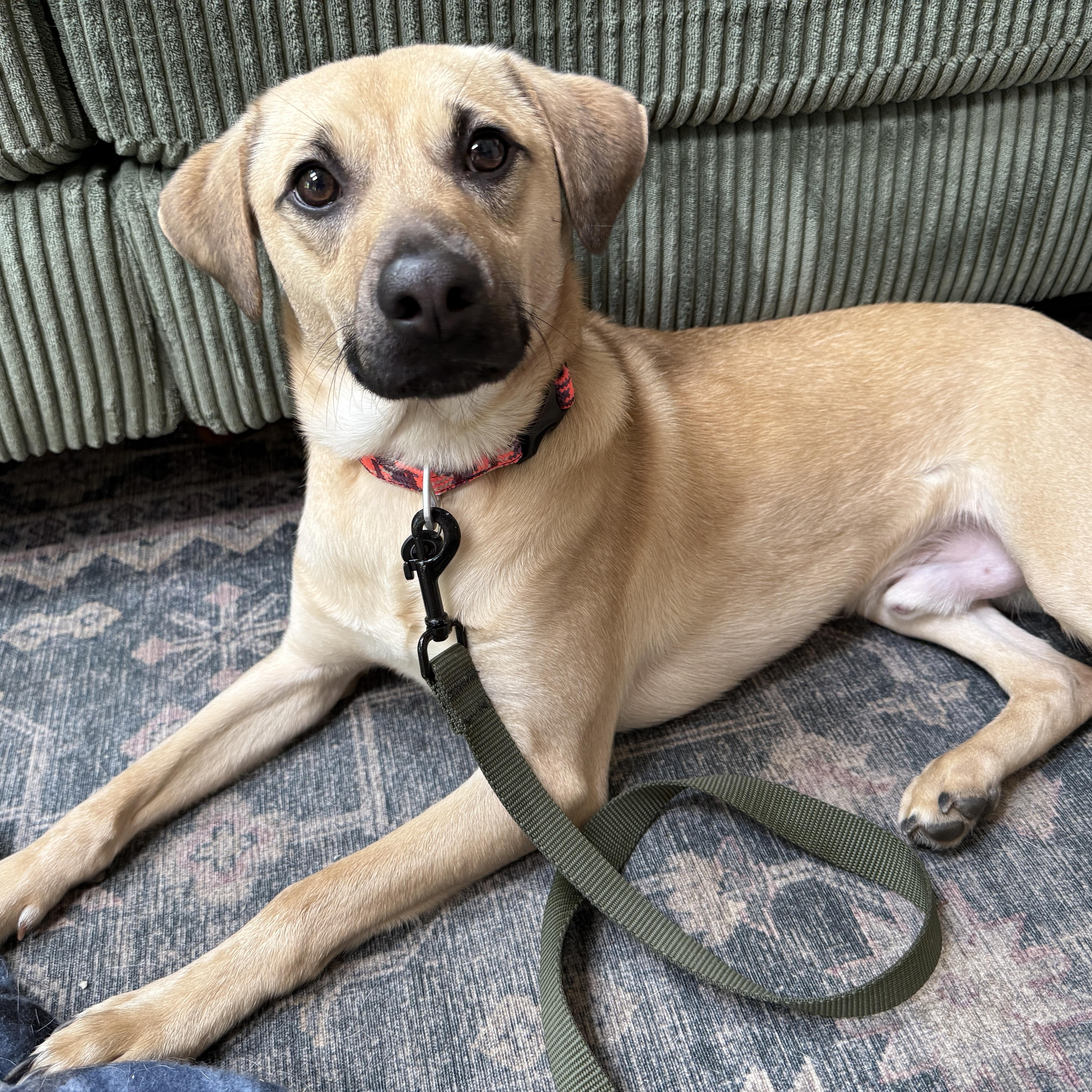 Outlaw (Winston), a Adoptable mixed breed in New Boston, NH image 4/5