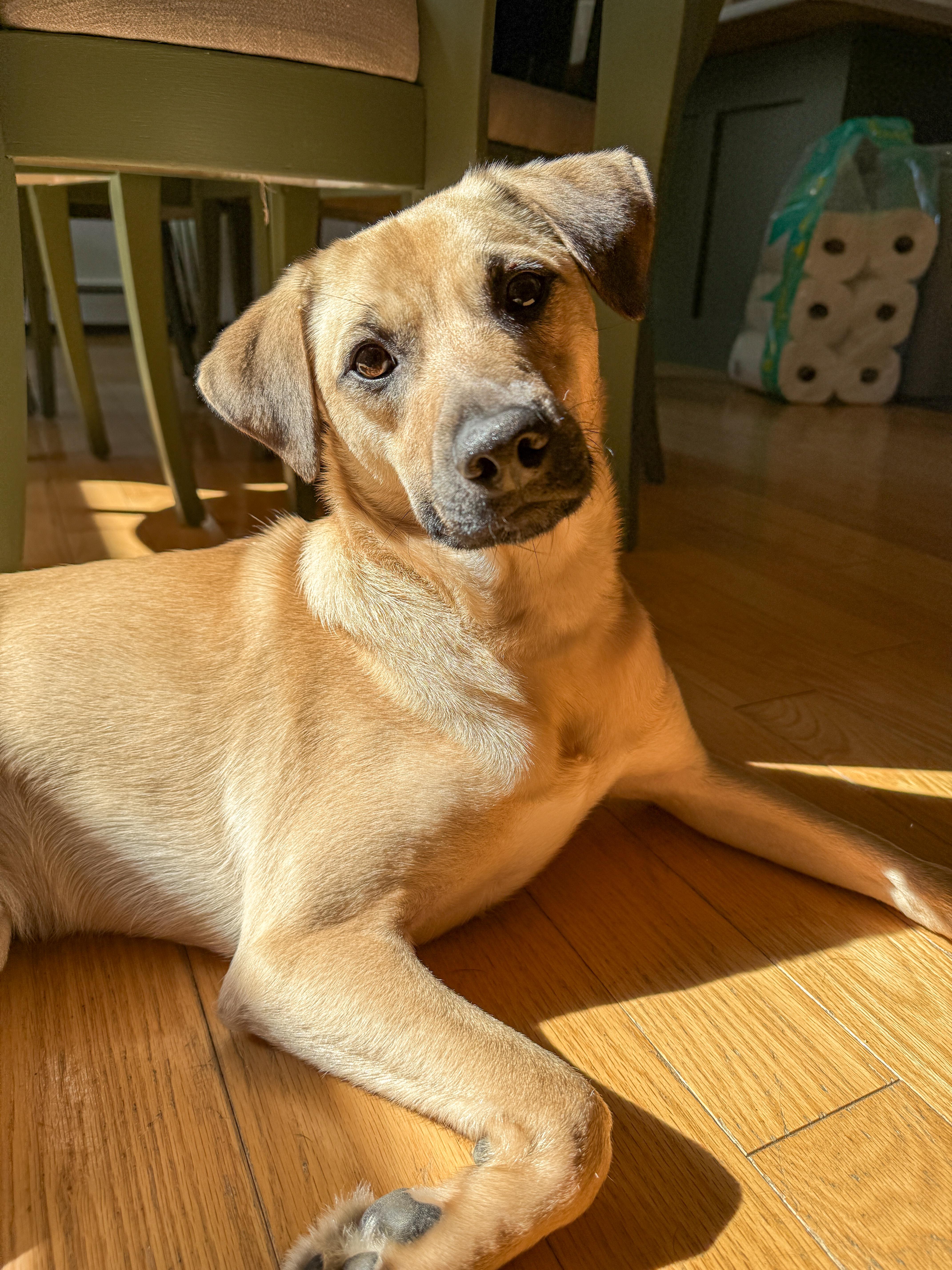 Outlaw (Winston), a Adoptable mixed breed in New Boston, NH image 1/5