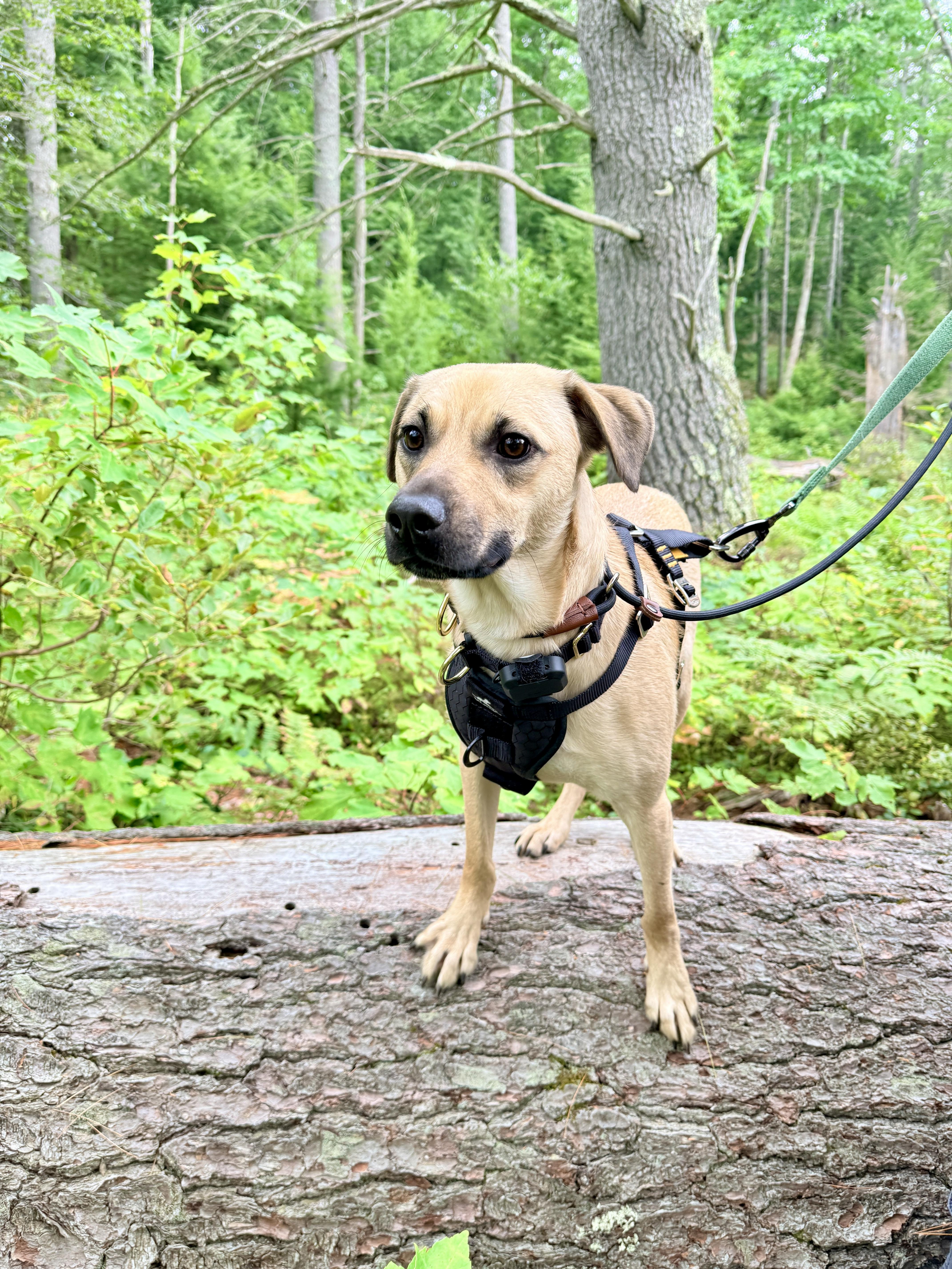 Outlaw (Winston), a Adoptable mixed breed in New Boston, NH image 1/6