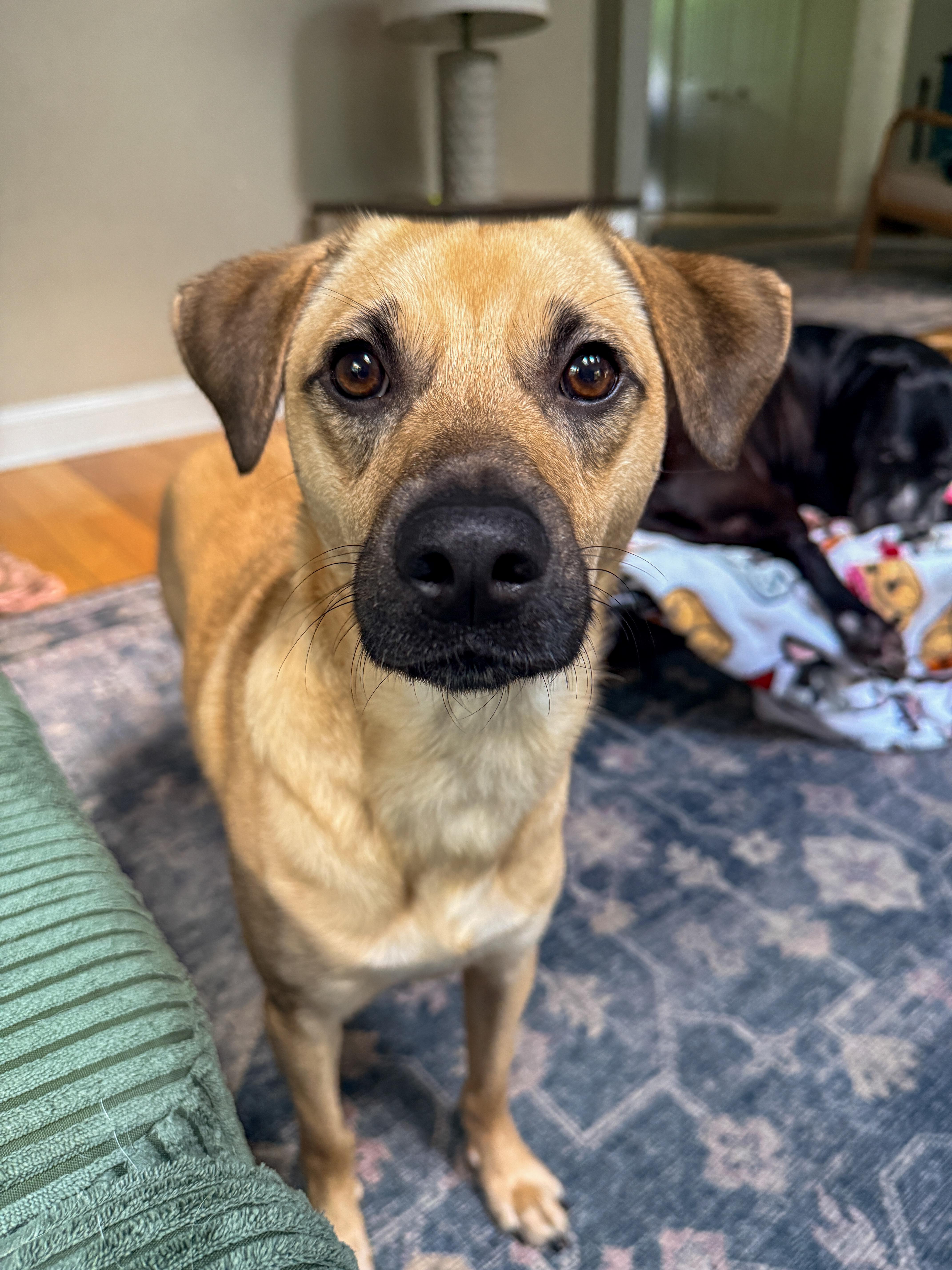 Outlaw (Winston), a Adoptable mixed breed in New Boston, NH image 2/6