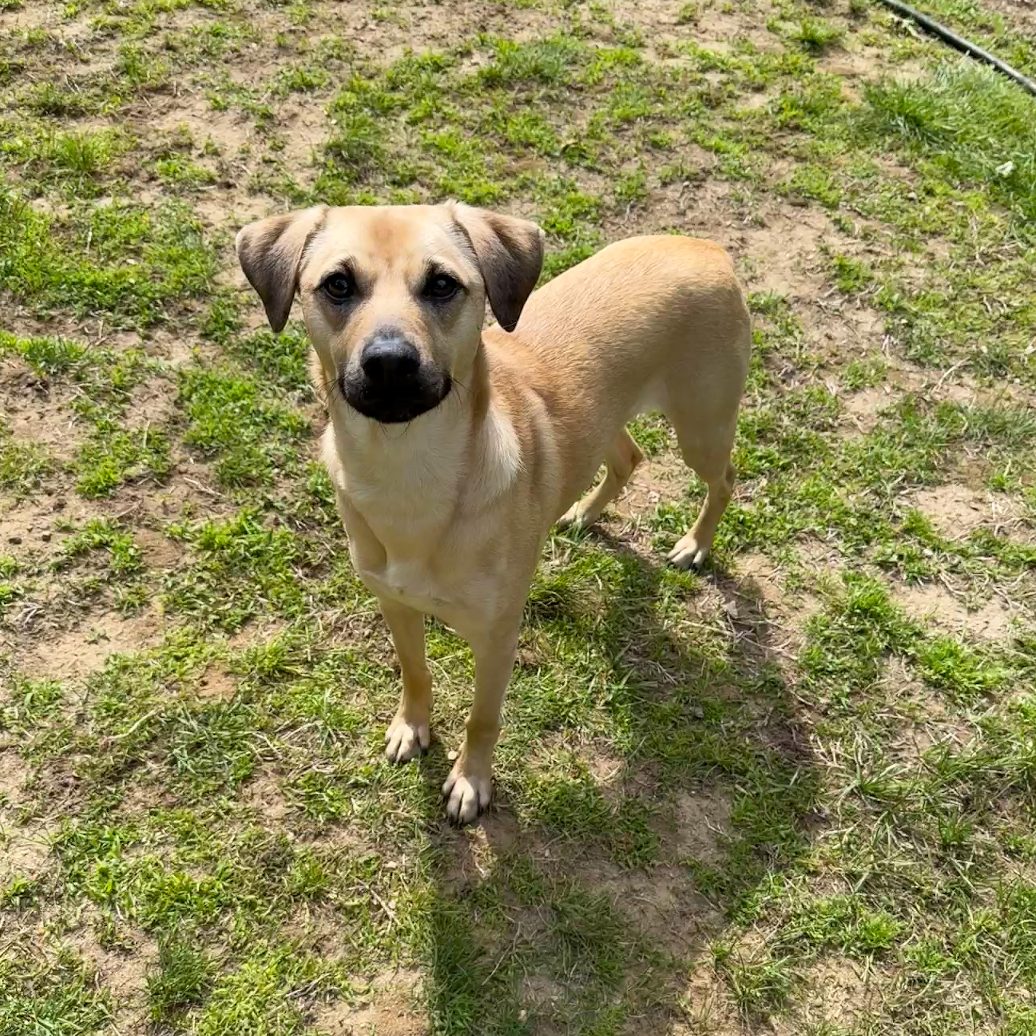 Outlaw (Winston), Adoptable, Young Male Mixed Breed.