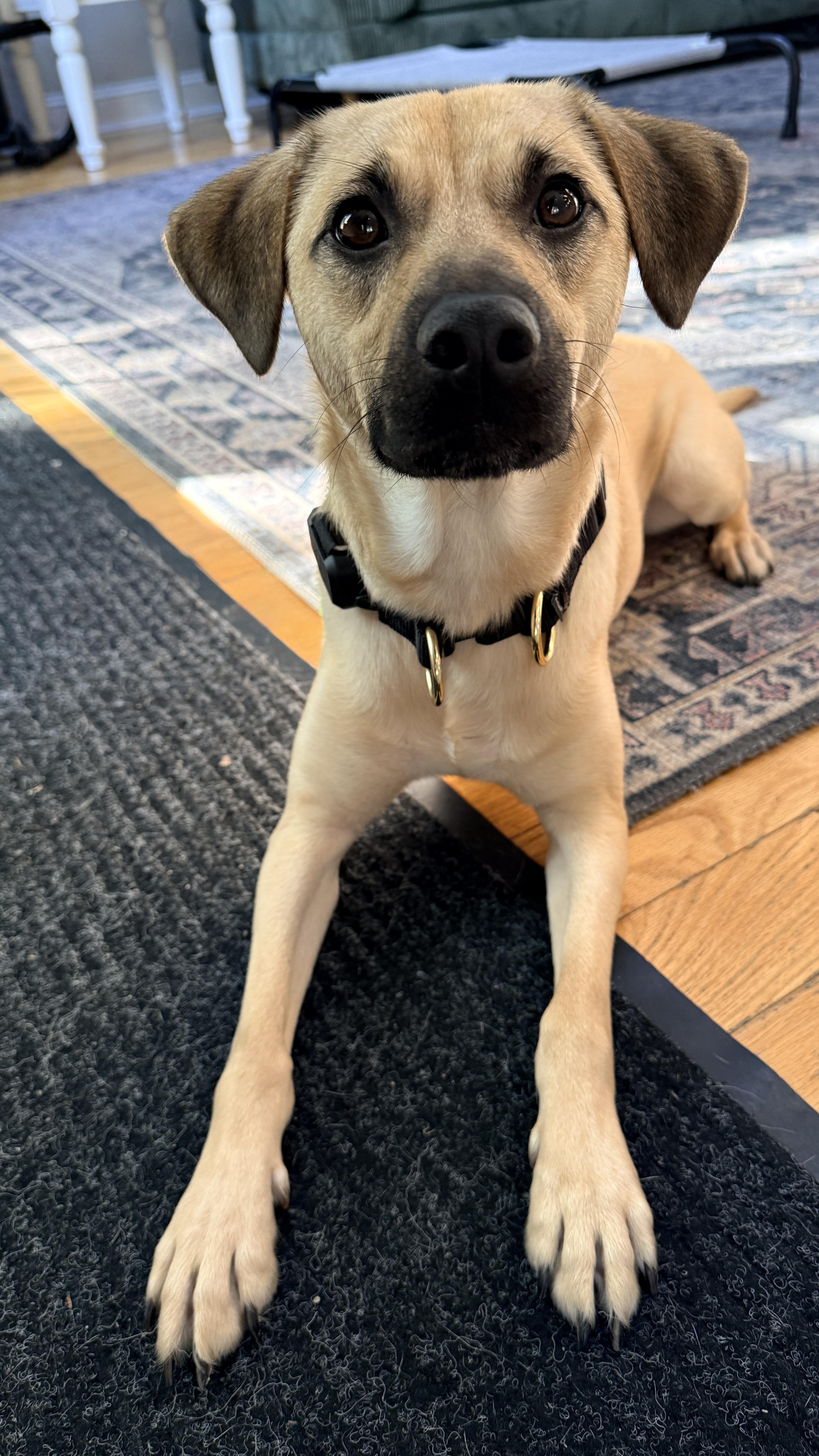 Outlaw (Winston), Adoptable, Young Male Mixed Breed.