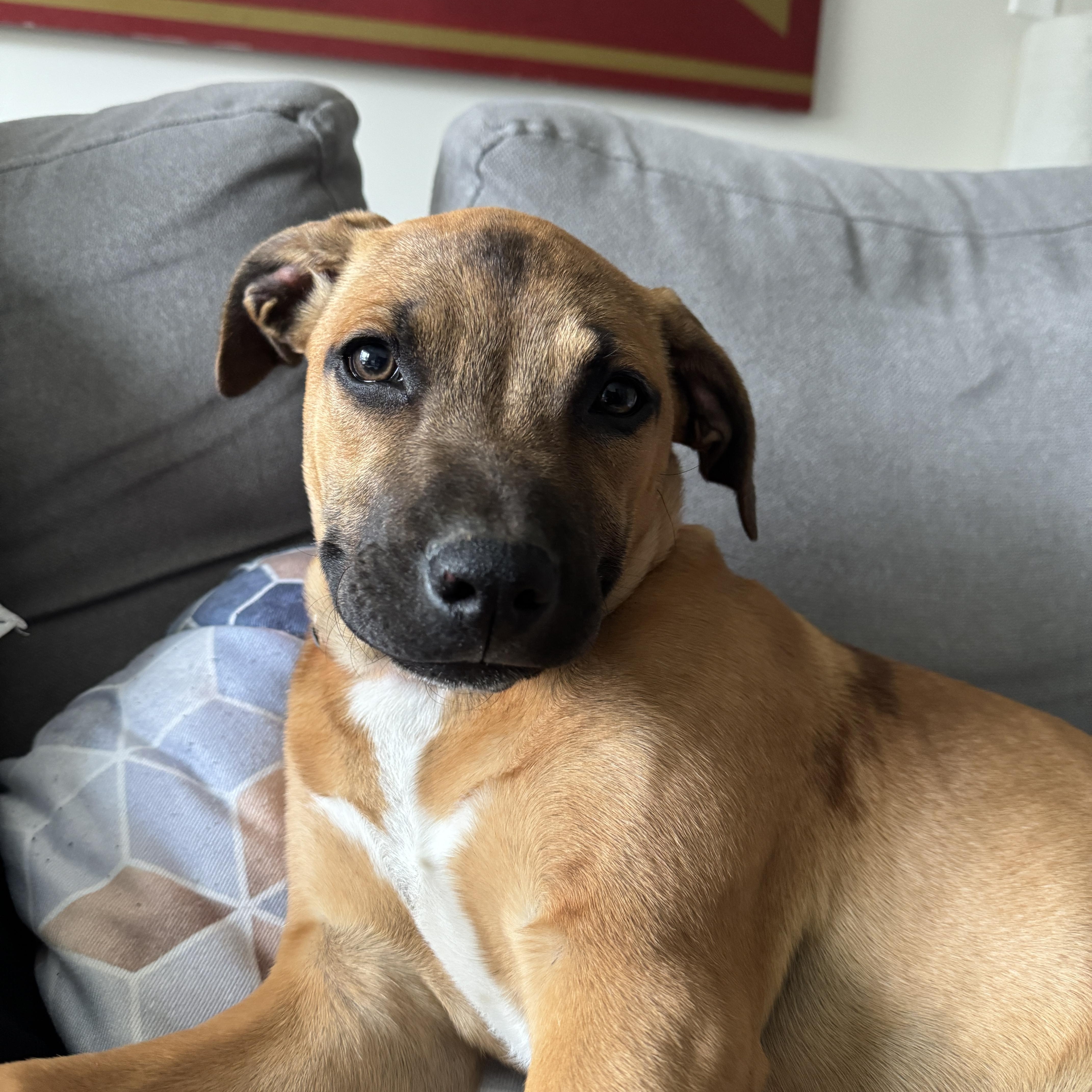 Carmela, ADOPTABLE, Young Female Labrador Retriever & Hound.