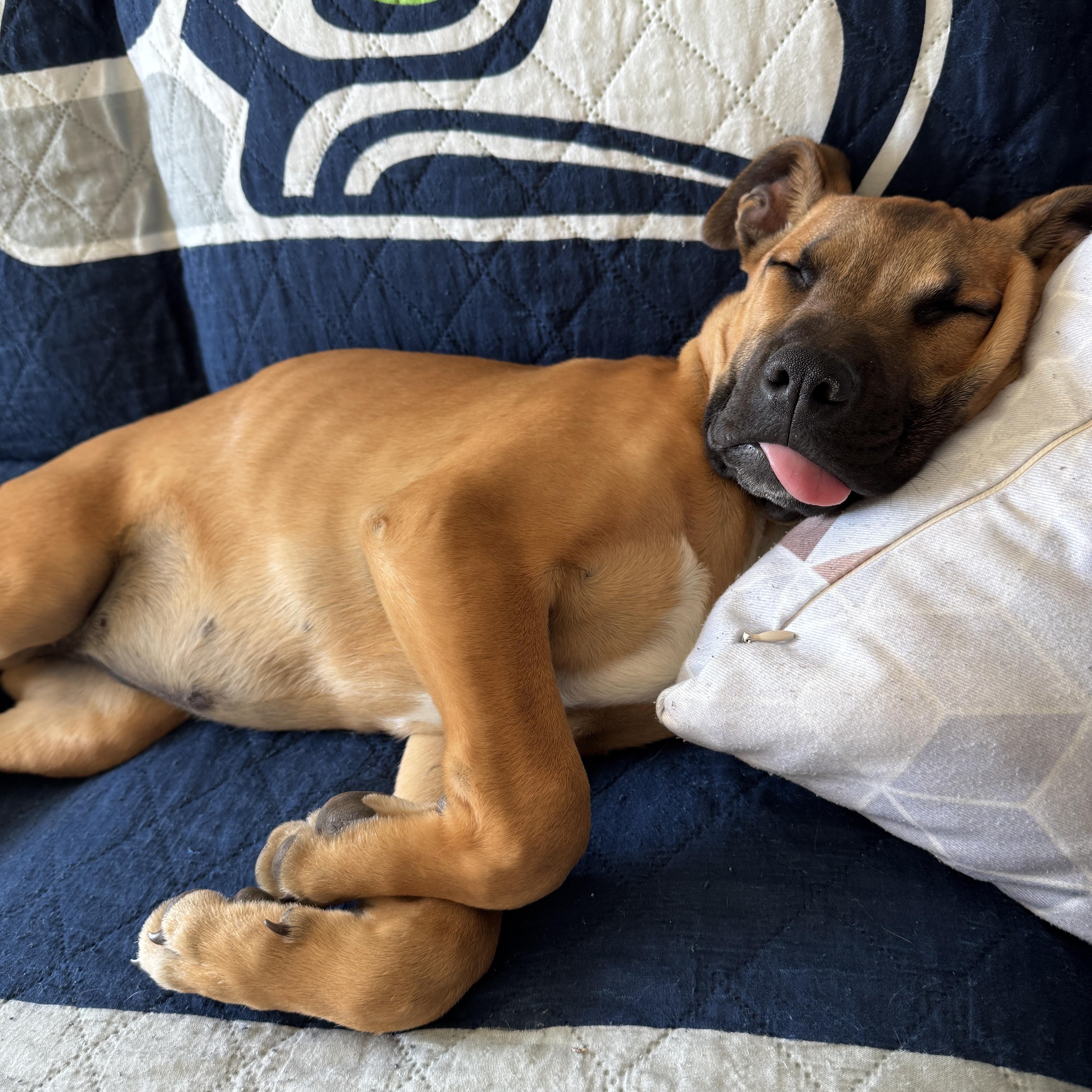 Enlarge Carmela, a ADOPTABLE mixed breed in Waxhaw, NC image 5/5