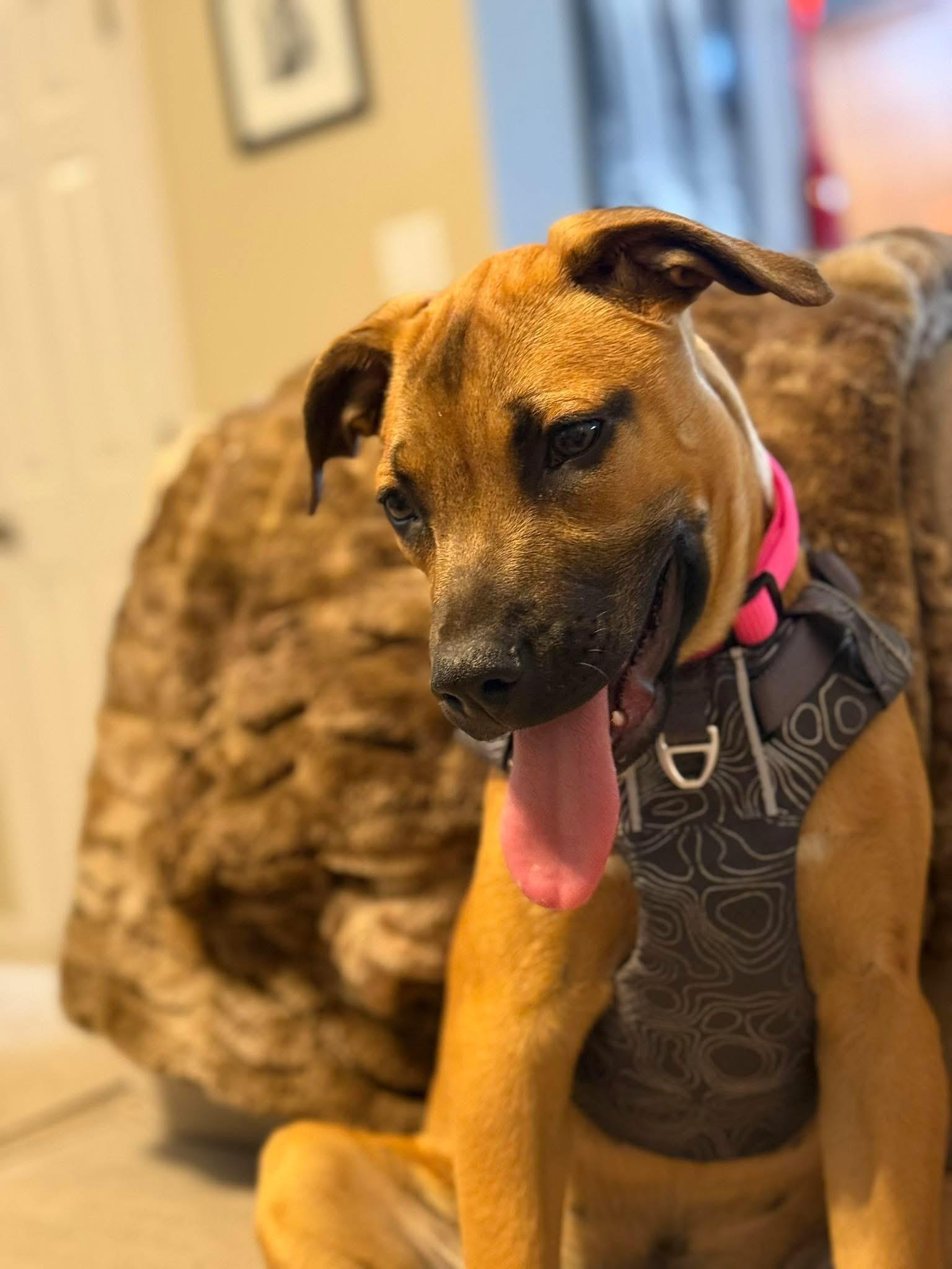 Enlarge Carmela, a ADOPTABLE mixed breed in Waxhaw, NC image 2/5