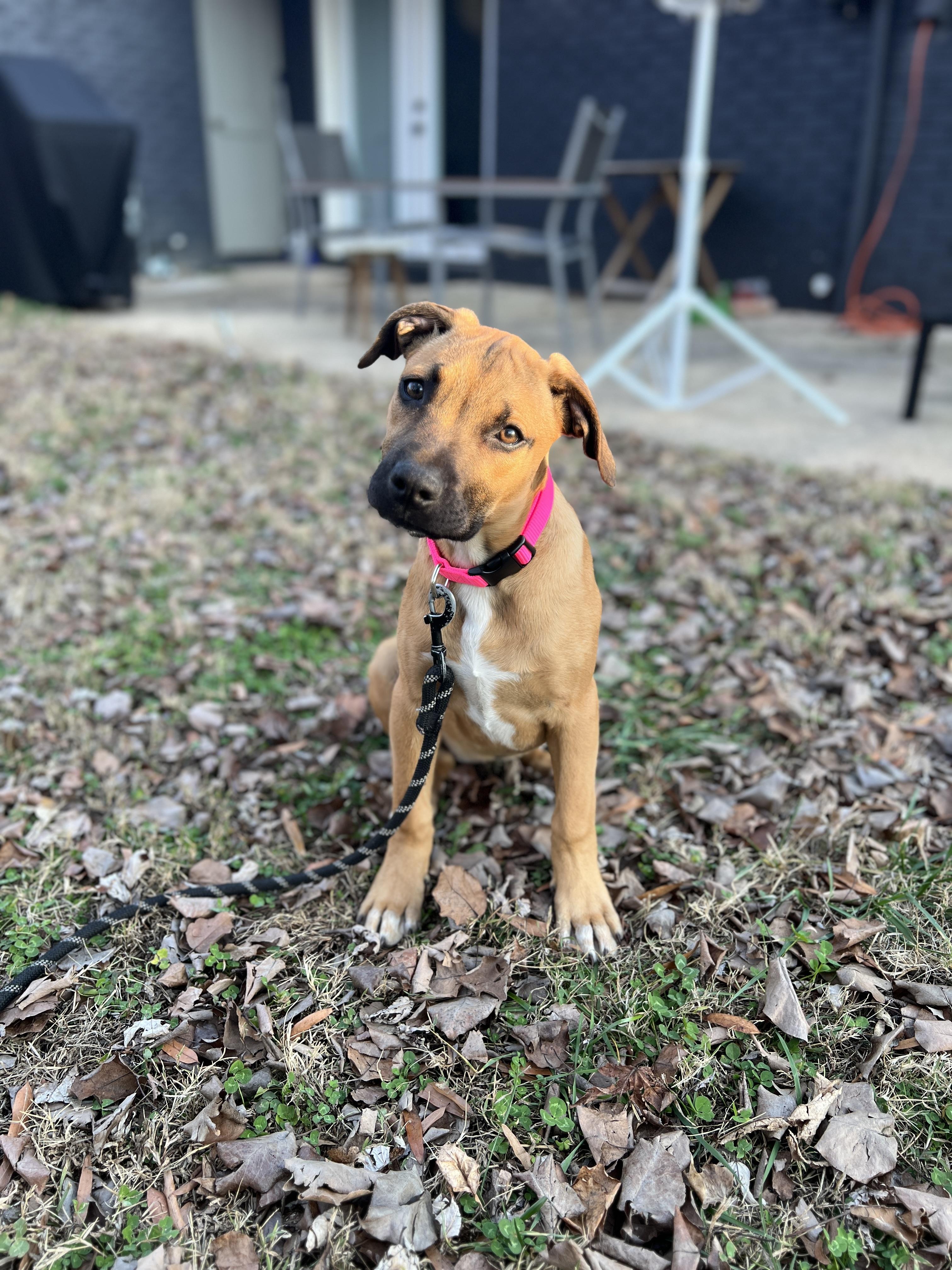 Enlarge Carmela, a ADOPTABLE mixed breed in Waxhaw, NC image 3/5