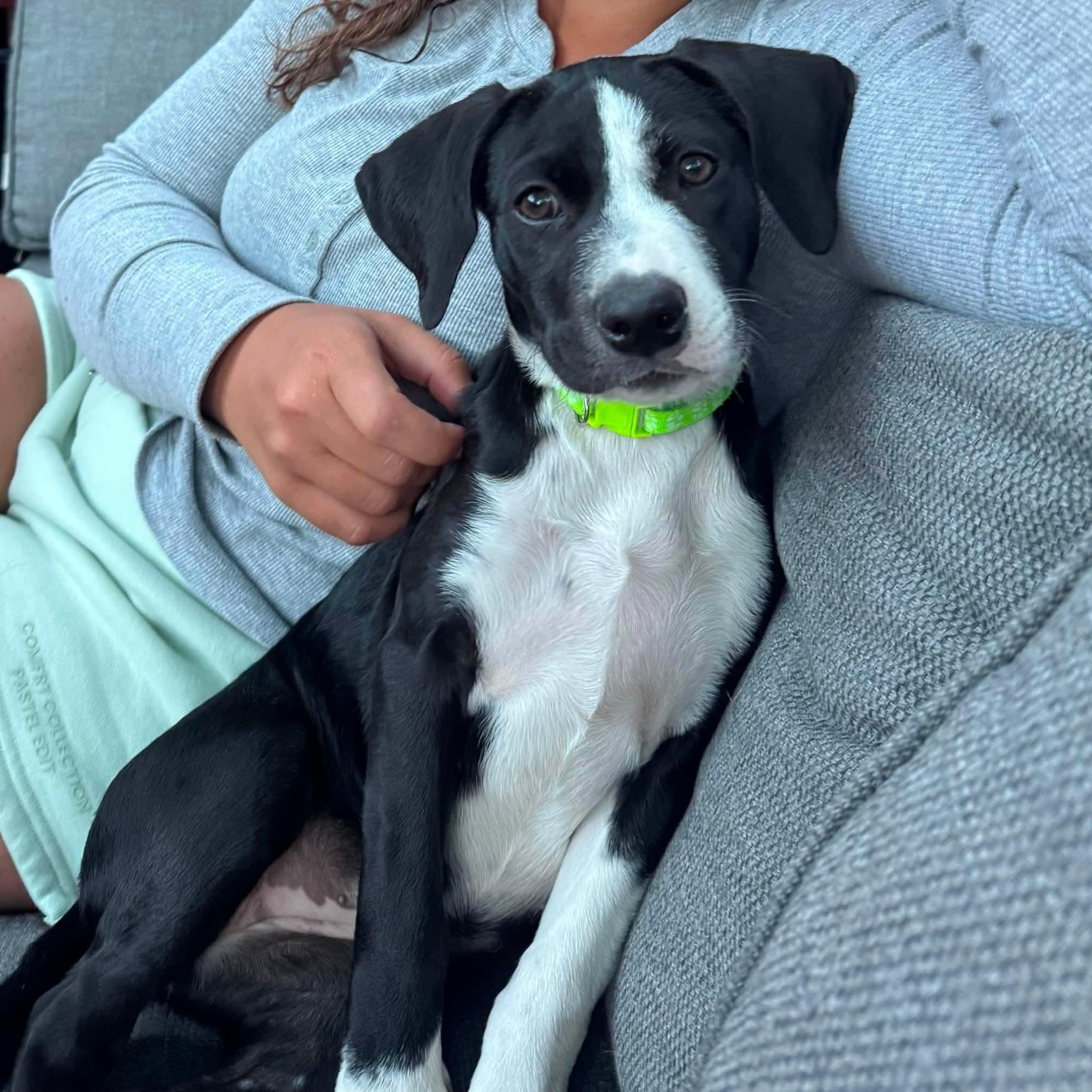 Enlarge Daisy, an adopted Mixed Breed in West Haven, CT image 1/5