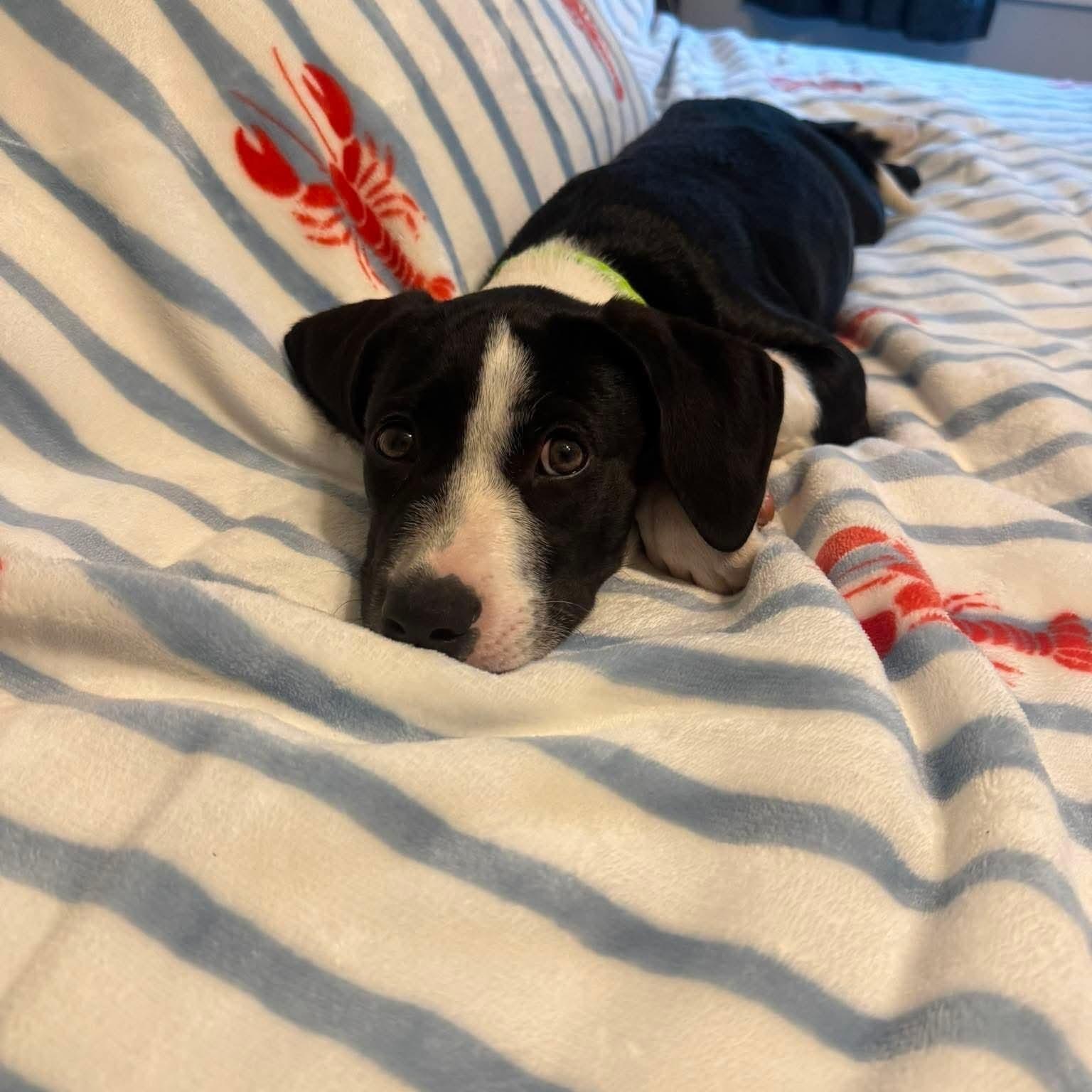 Enlarge Daisy, an adopted Mixed Breed in West Haven, CT image 5/5